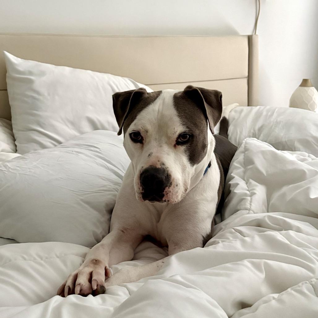 Enlarge Jake, a Adoptable mixed breed in Austin, TX image 3/6