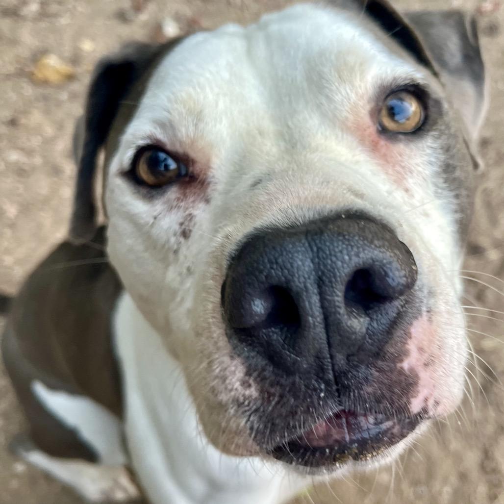 Enlarge Jake, a Adoptable mixed breed in Austin, TX image 4/6