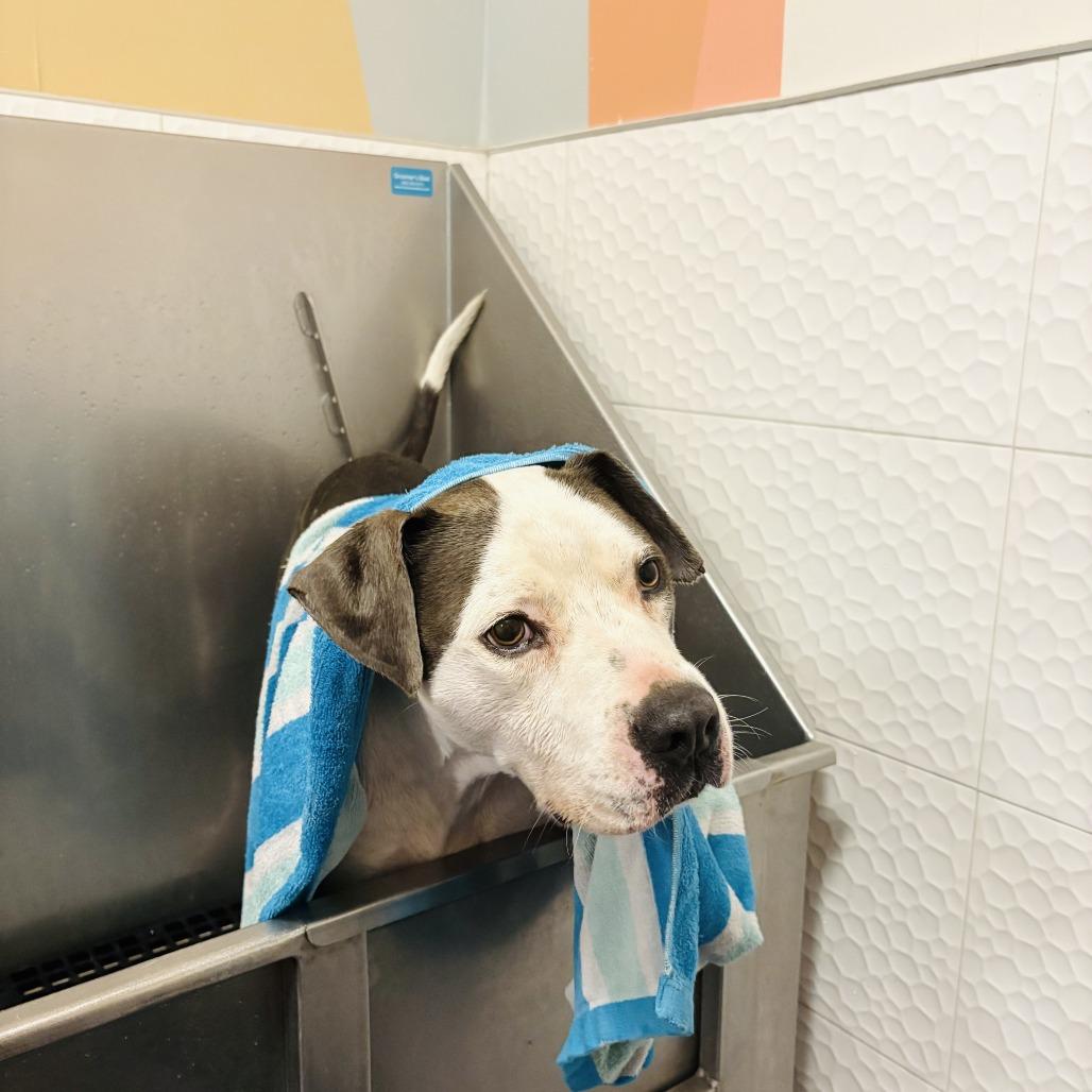 Enlarge Jake, a Adoptable mixed breed in Austin, TX image 5/6