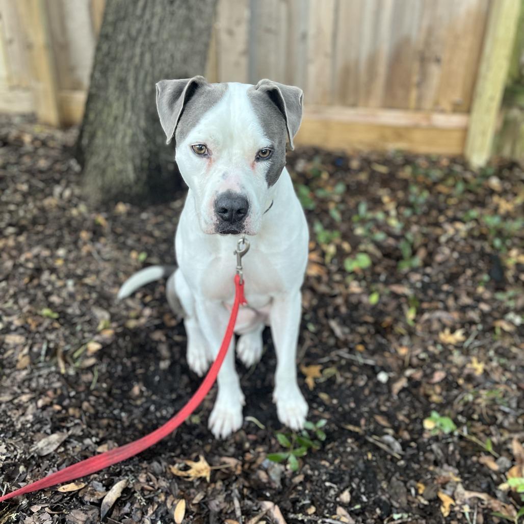 Enlarge Jake, a Adoptable mixed breed in Austin, TX image 6/6