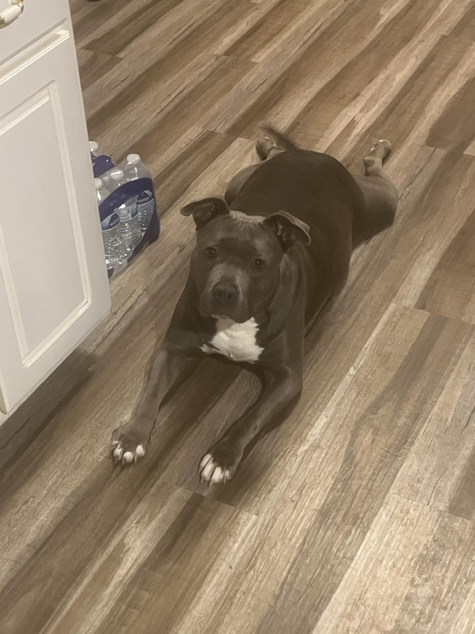 Star, a Adoptable mixed breed in Indianapolis, IN image 4/5