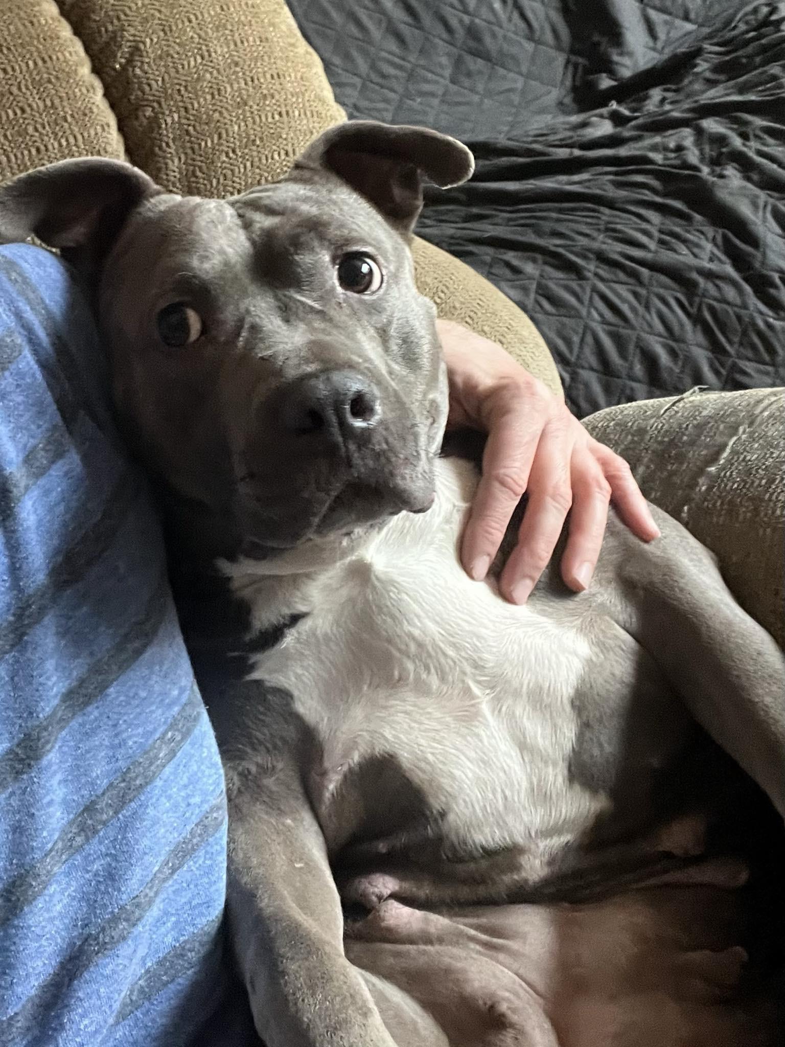 Star, a Adoptable mixed breed in Indianapolis, IN image 2/5