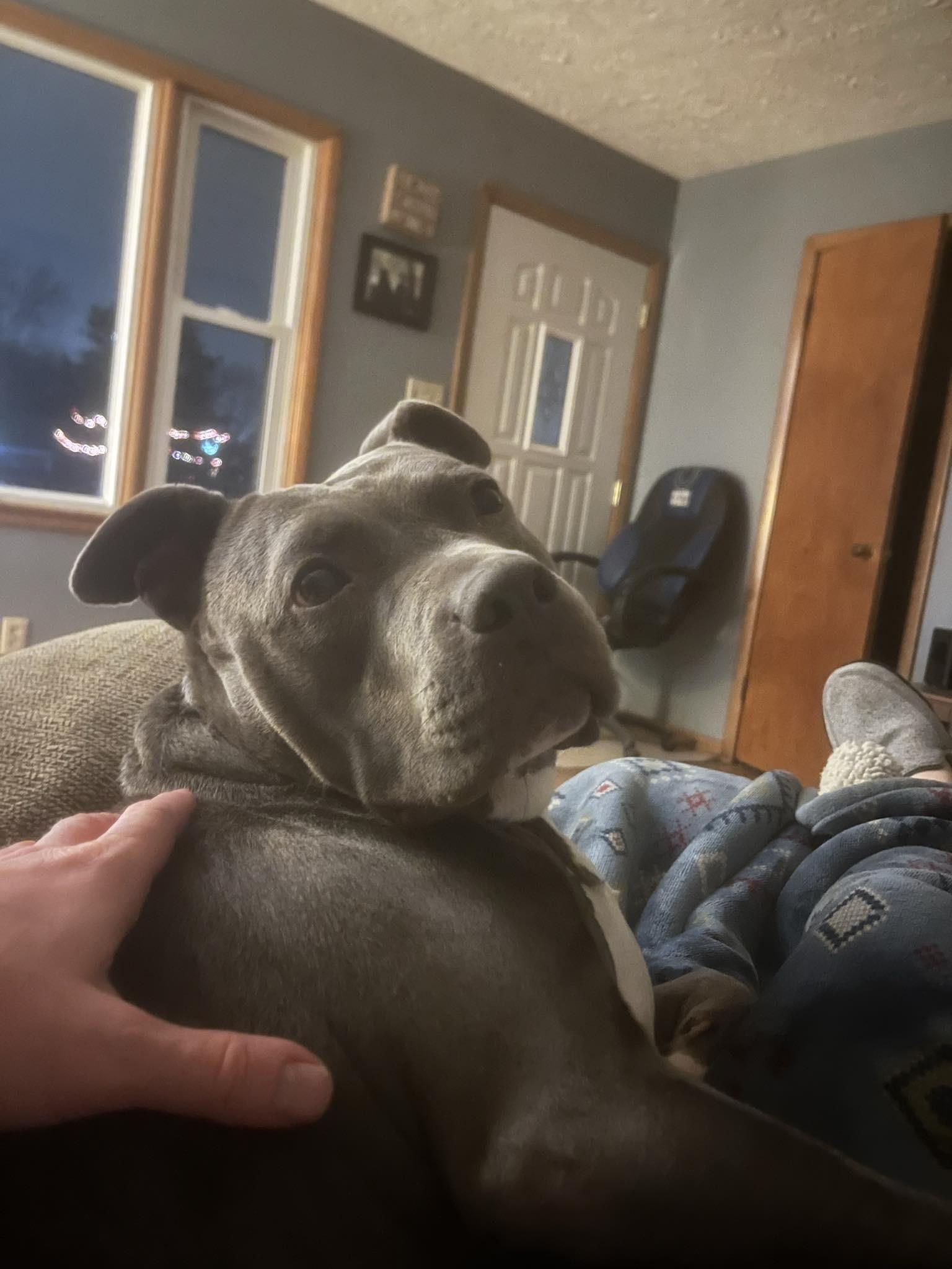 Star, a Adoptable mixed breed in Indianapolis, IN image 3/5