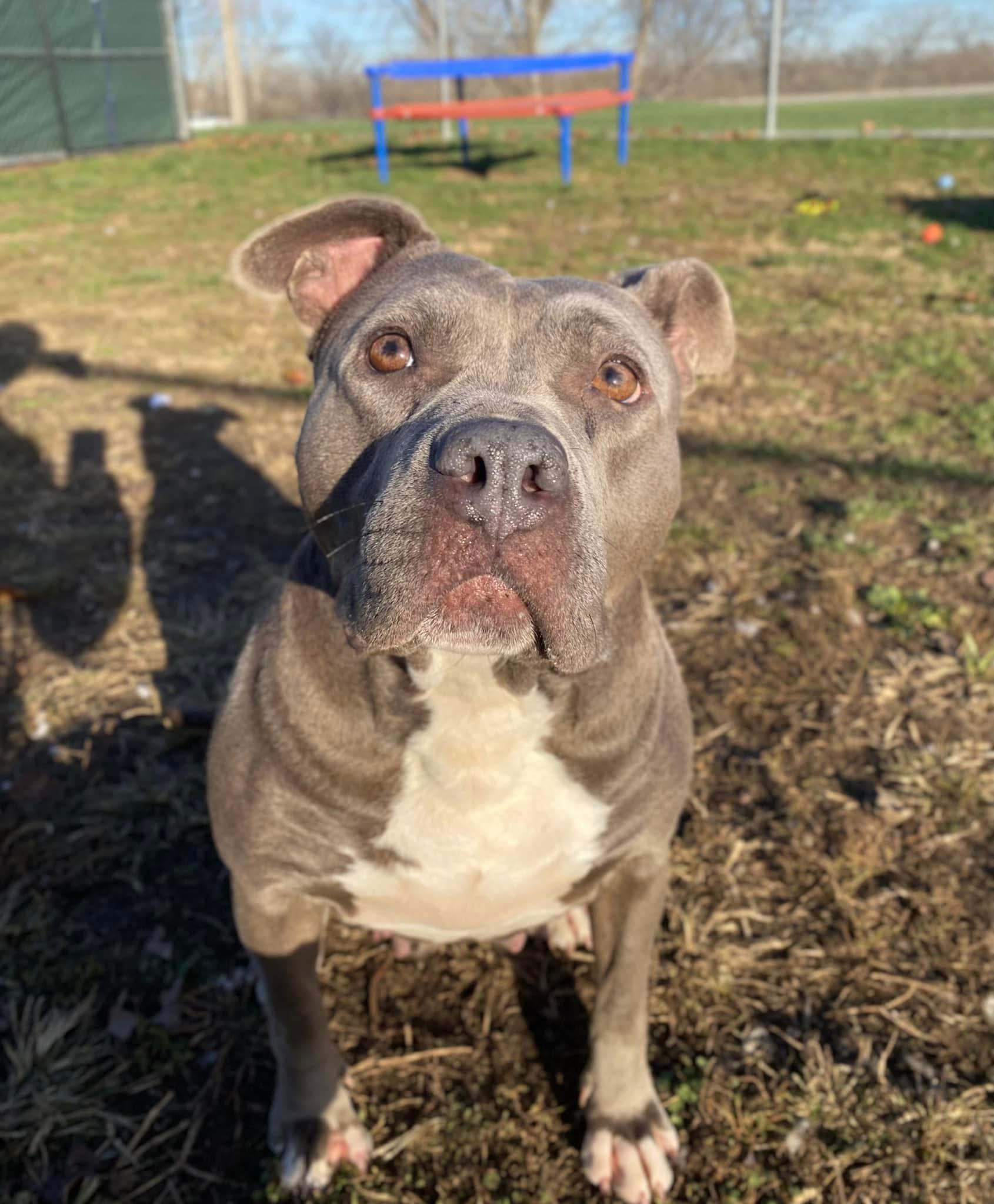 Star, a Adoptable mixed breed in Indianapolis, IN image 1/5