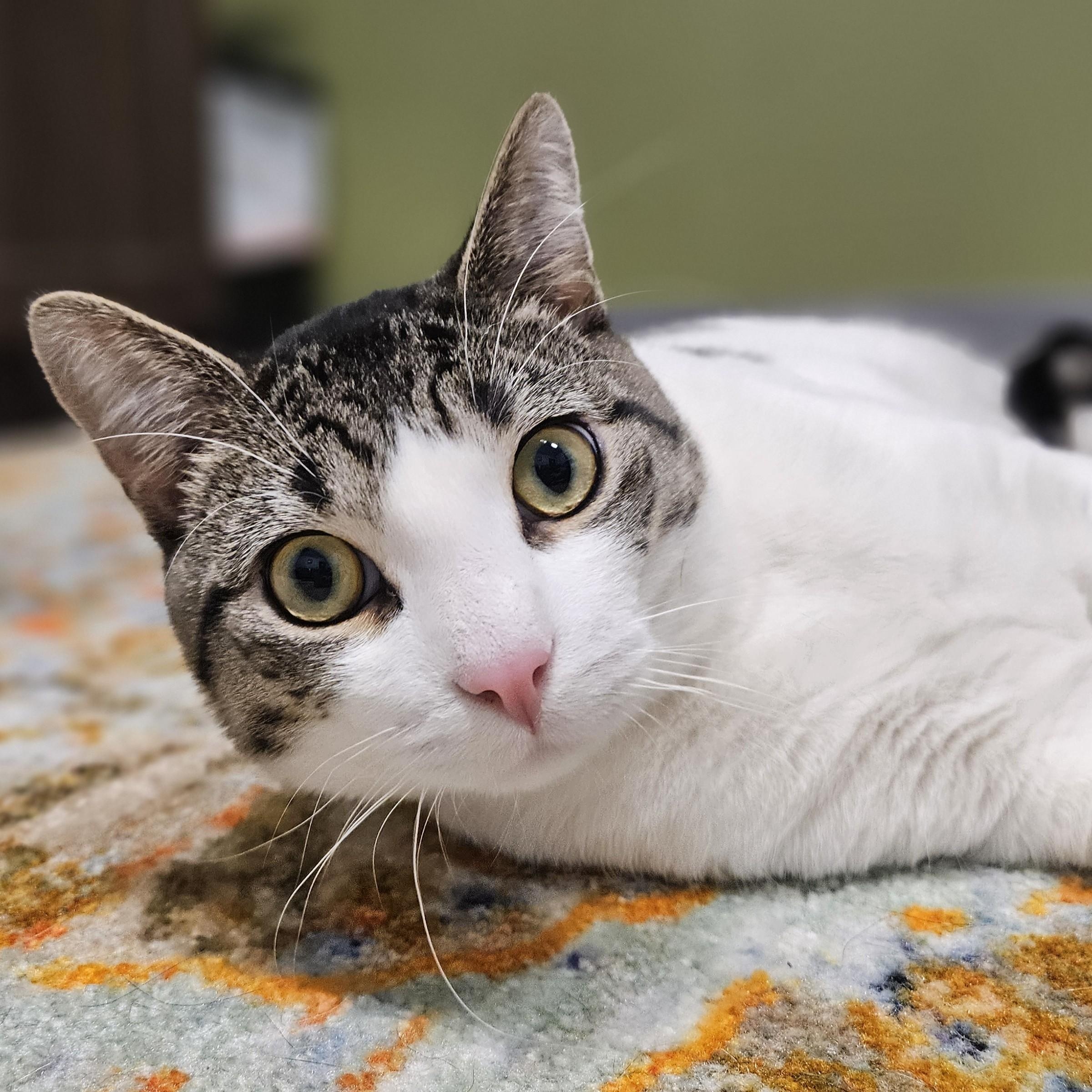 Enlarge Valor, a ADOPTABLE Domestic Short Hair in Endicott, NY image 1/4