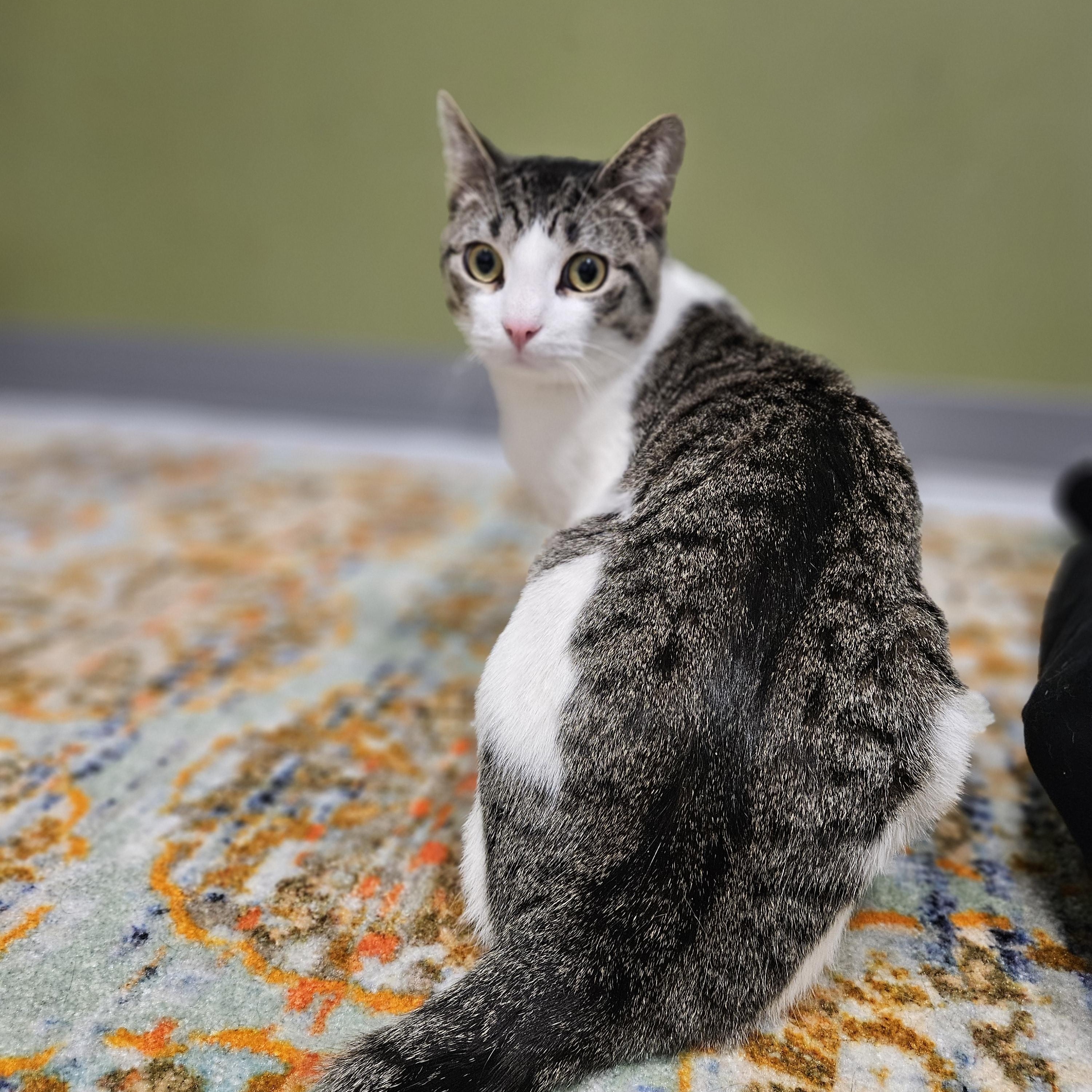 Enlarge Valor, a ADOPTABLE Domestic Short Hair in Endicott, NY image 3/4