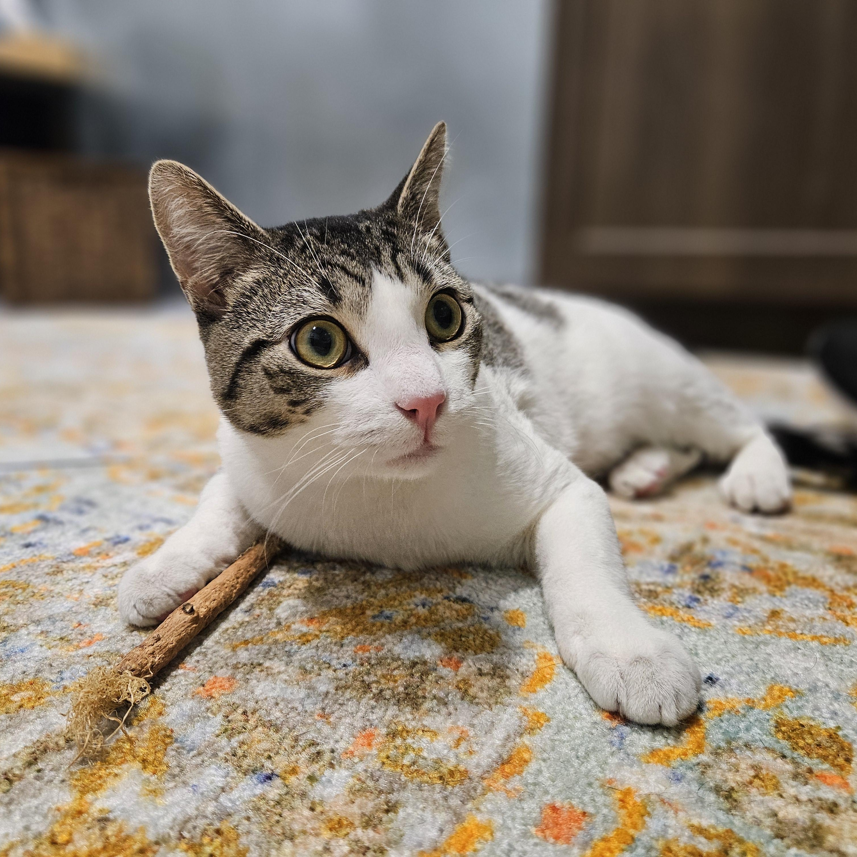 Enlarge Valor, a ADOPTABLE Domestic Short Hair in Endicott, NY image 2/4