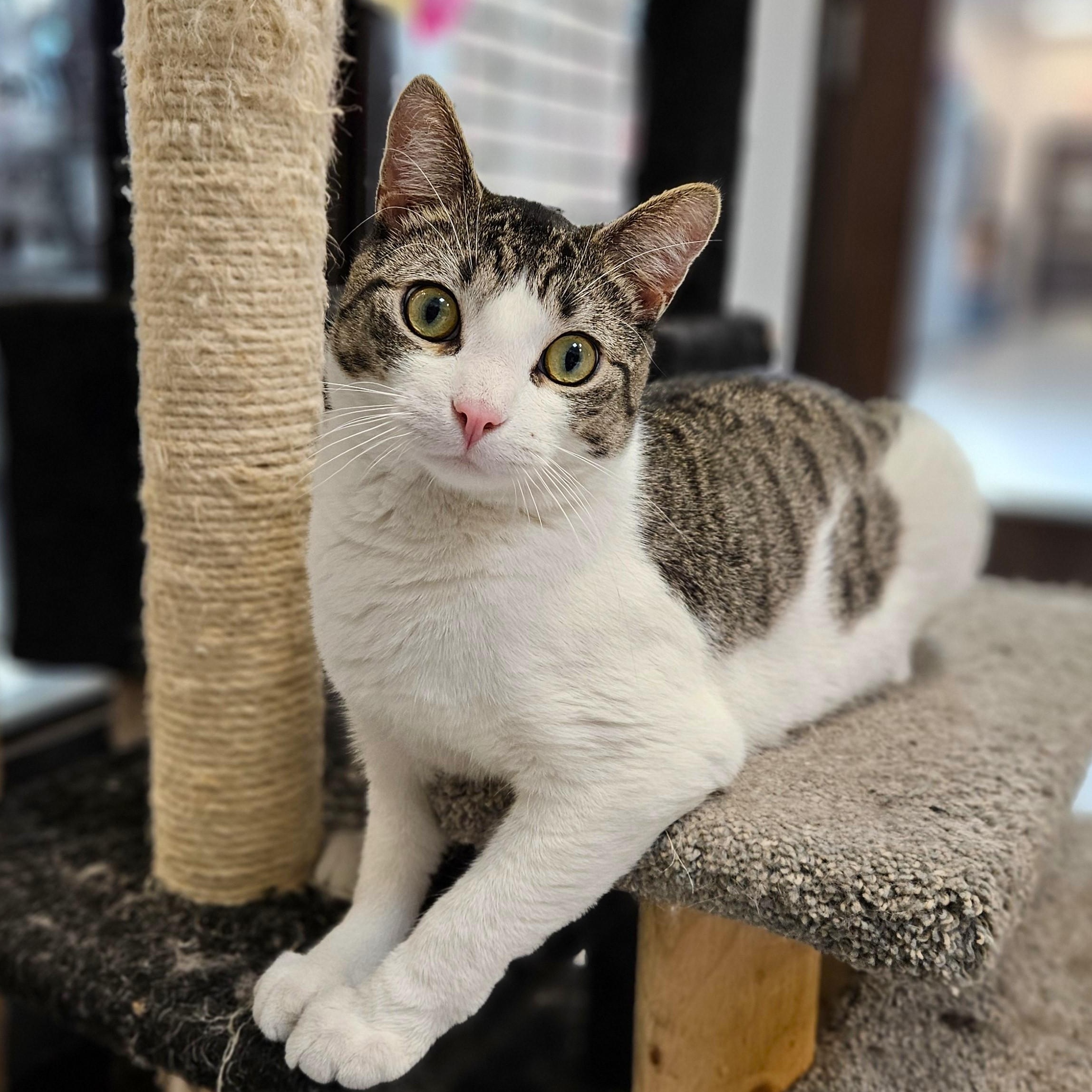 Enlarge Valor, a ADOPTABLE Domestic Short Hair in Endicott, NY image 2/5