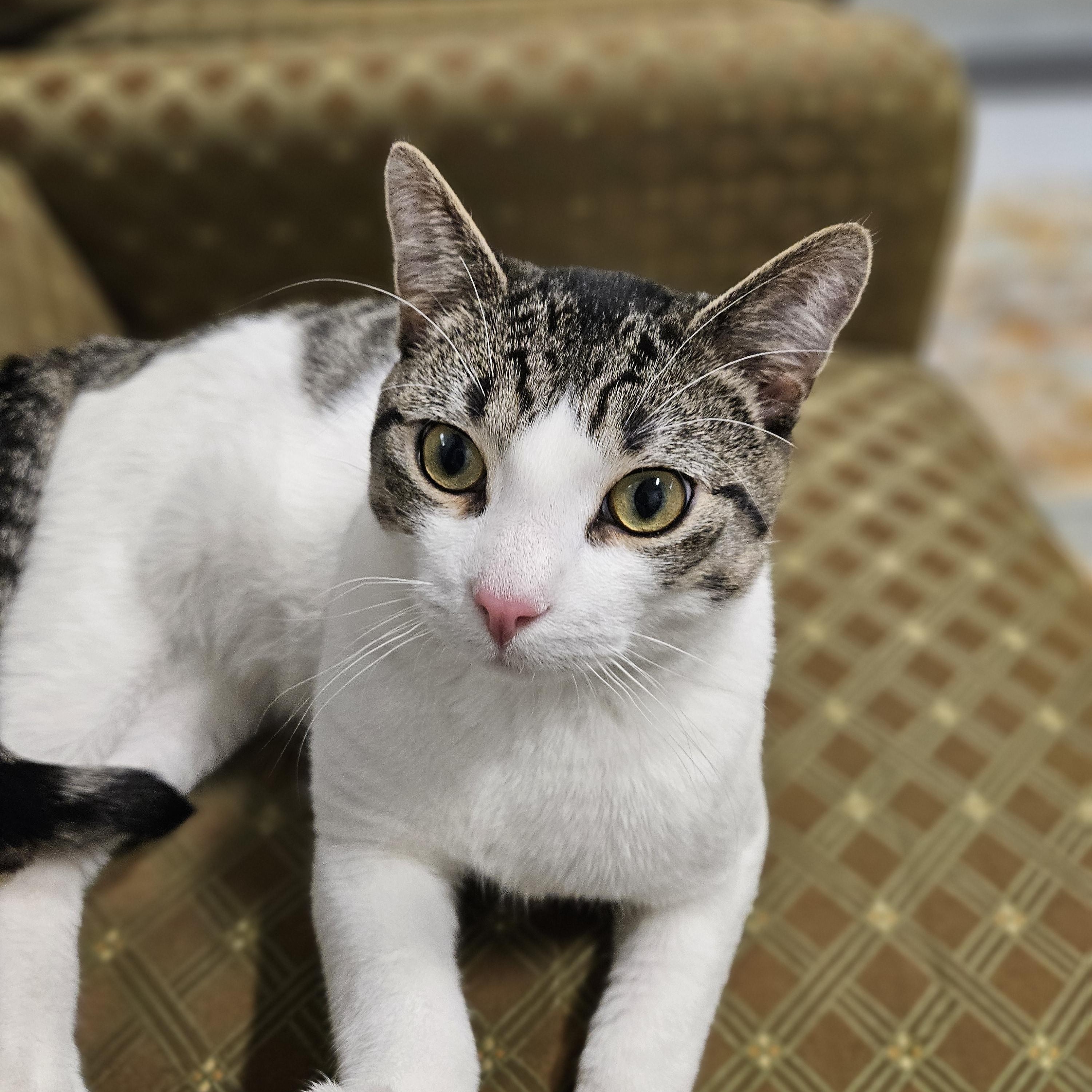 Enlarge Valor, a ADOPTABLE Domestic Short Hair in Endicott, NY image 4/4