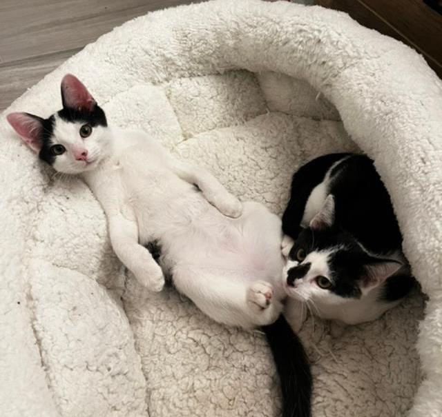 Dexter and DeeDee, Adoptable, Young Female Domestic Short Hair.