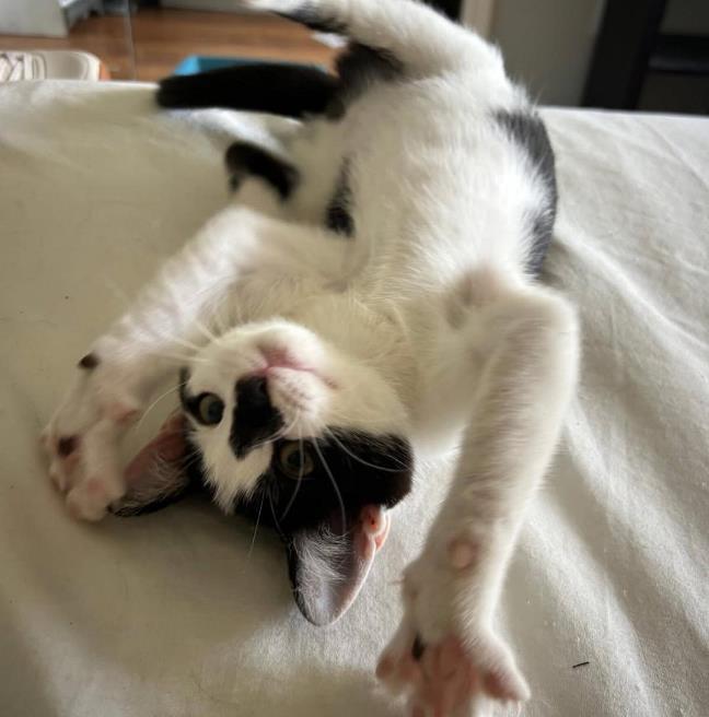 Enlarge Dexter and DeeDee, a Adoptable Domestic Short Hair in San Jose, CA image 2/3