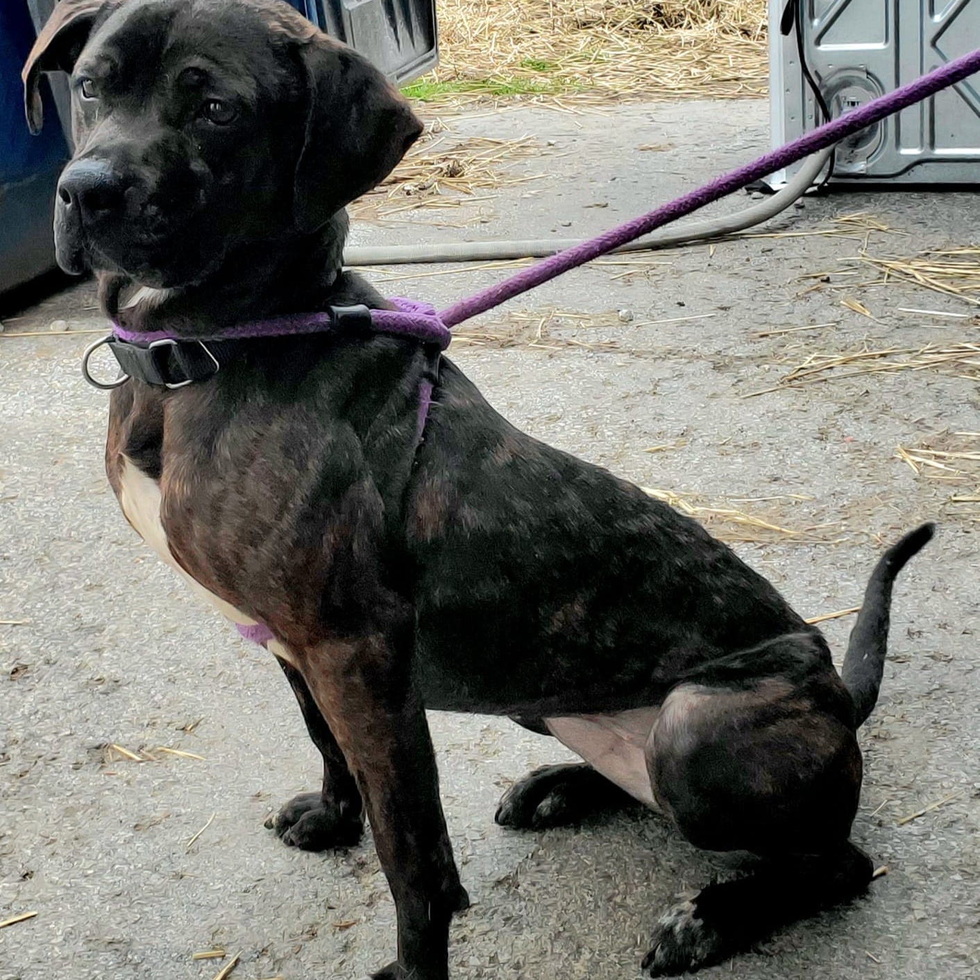 Izzy, a Adoptable Mixed Breed in Youngstown, OH image 3/4