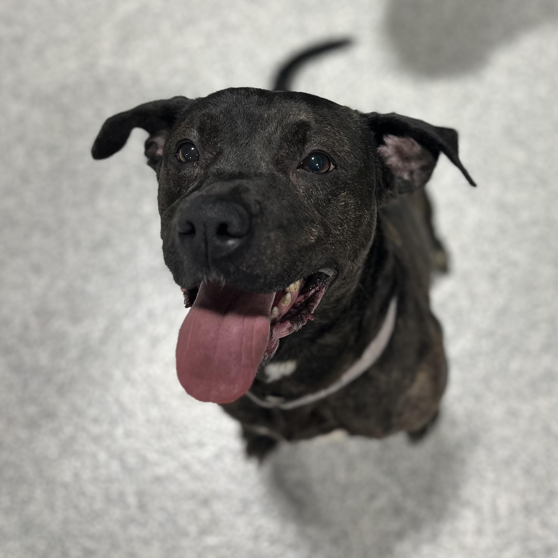 Izzy, a Adoptable Mixed Breed in Youngstown, OH image 1/4