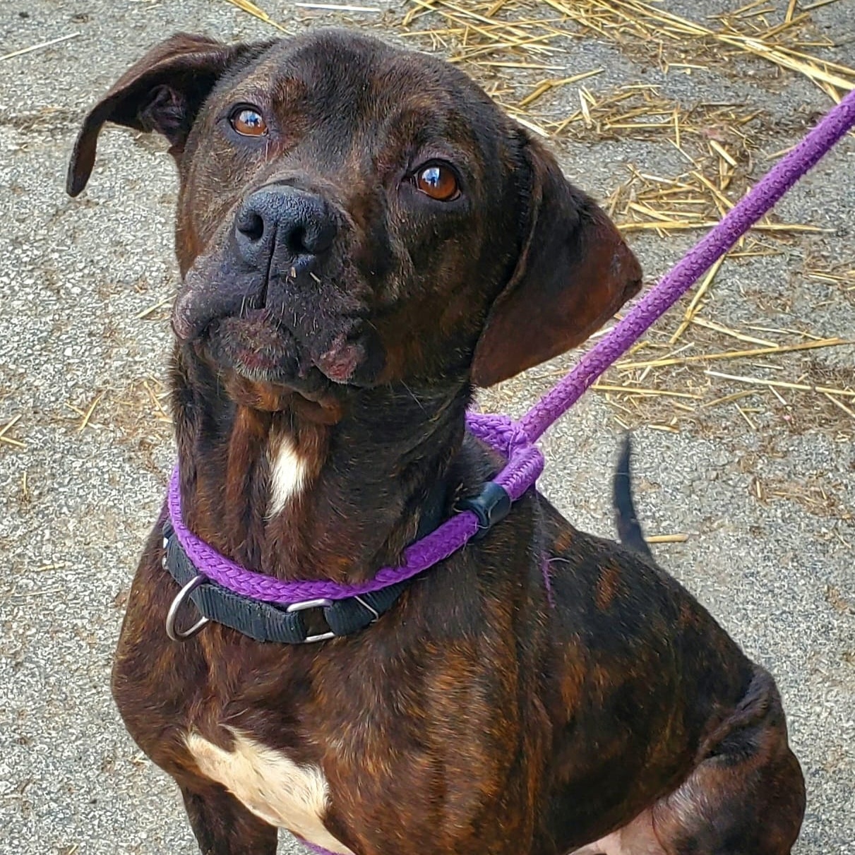 Izzy, a Adoptable Mixed Breed in Youngstown, OH image 4/4