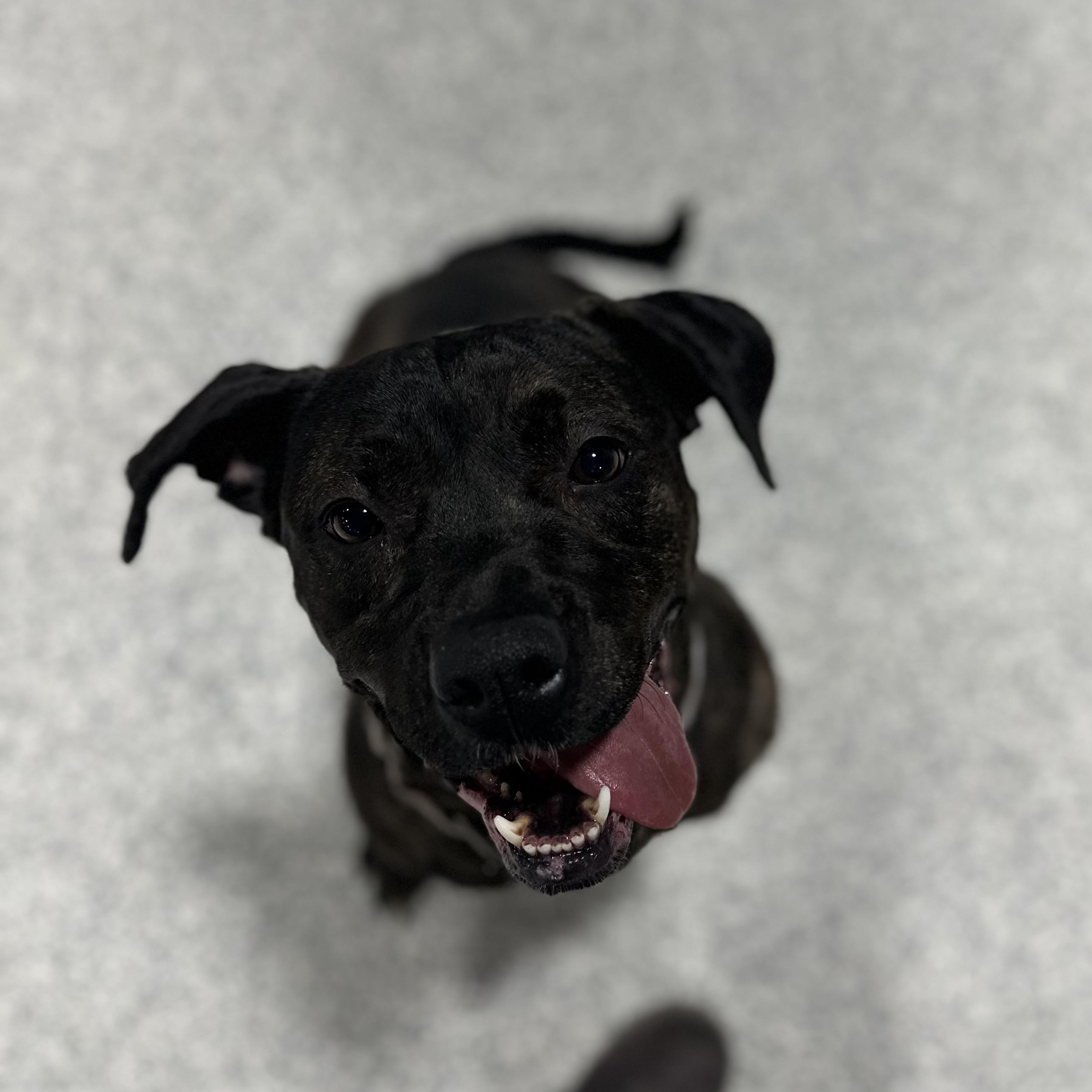 Izzy, a Adoptable Mixed Breed in Youngstown, OH image 2/4