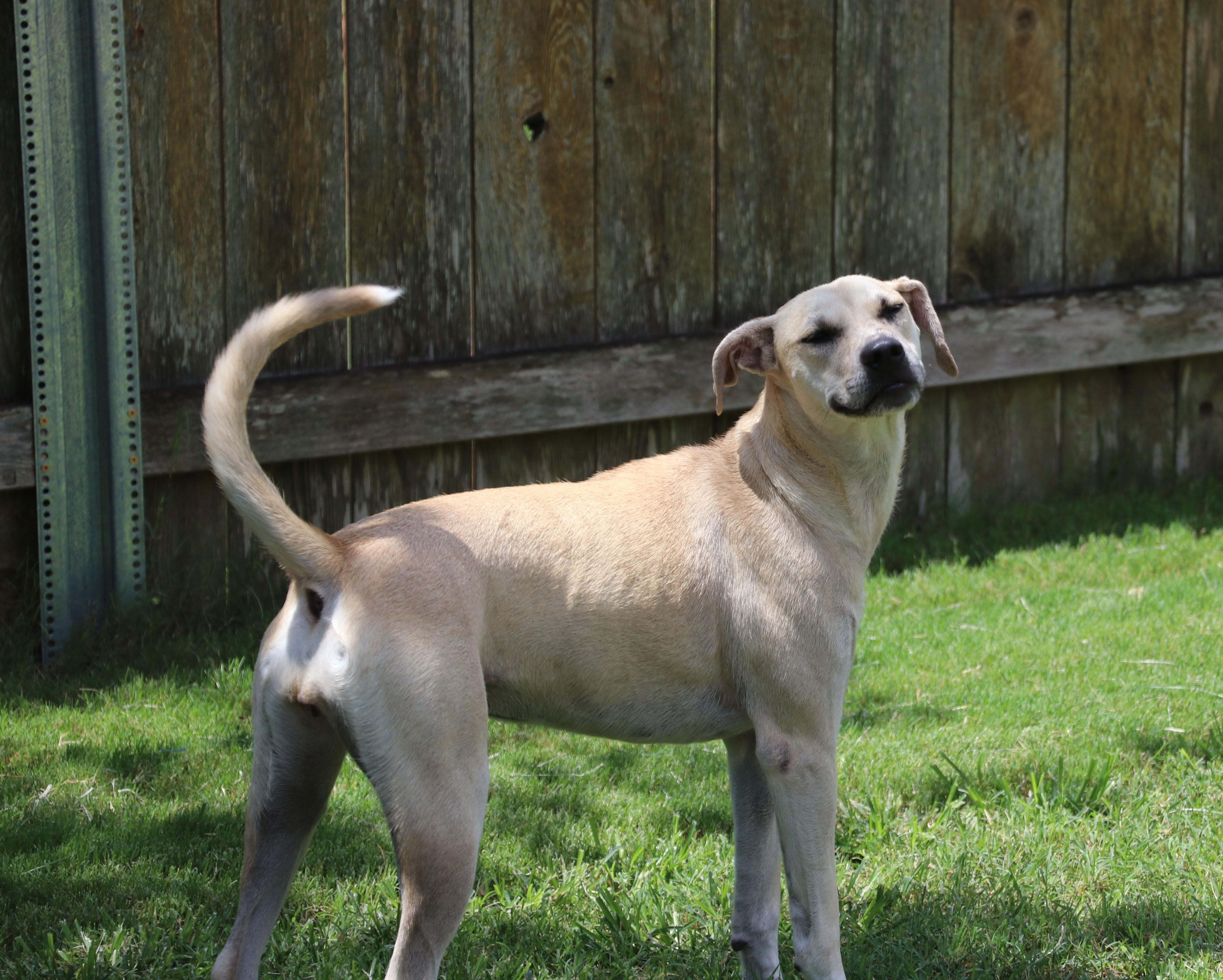 Enlarge Blondee, a Adoptable mixed breed in Pflugerville, TX image 5/6