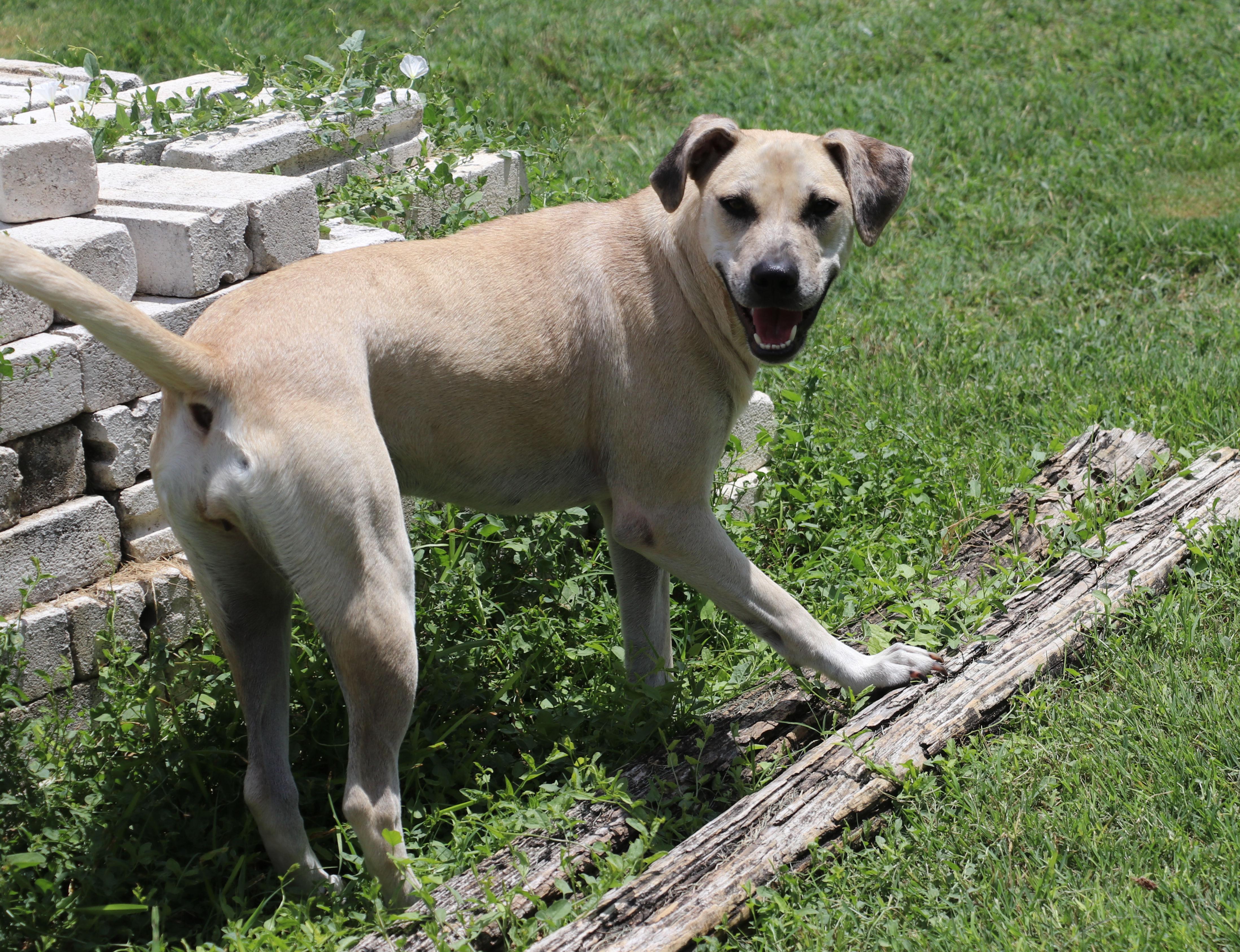Enlarge Blondee, a Adoptable mixed breed in Pflugerville, TX image 1/6