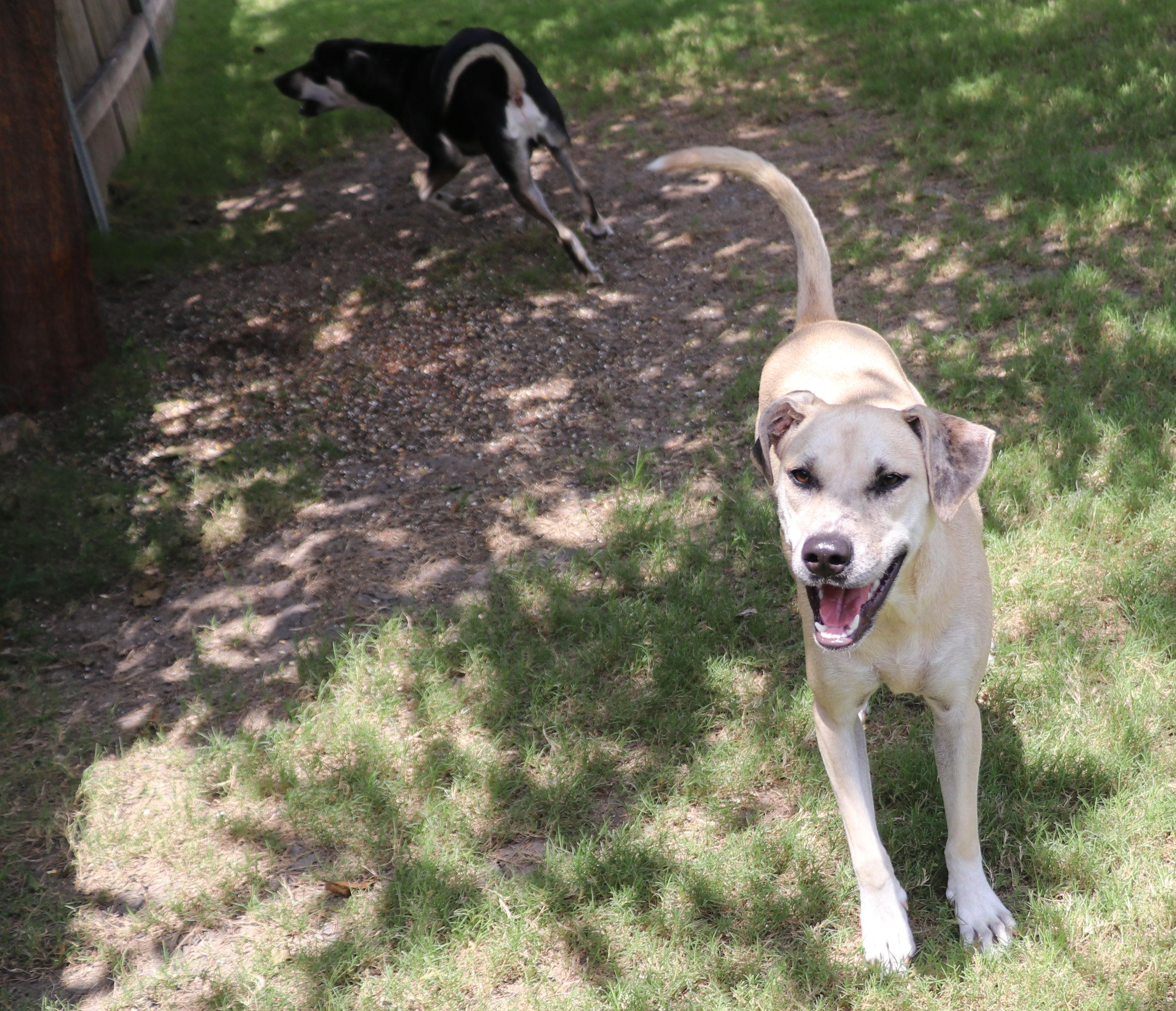 Enlarge Blondee, a Adoptable mixed breed in Pflugerville, TX image 4/6