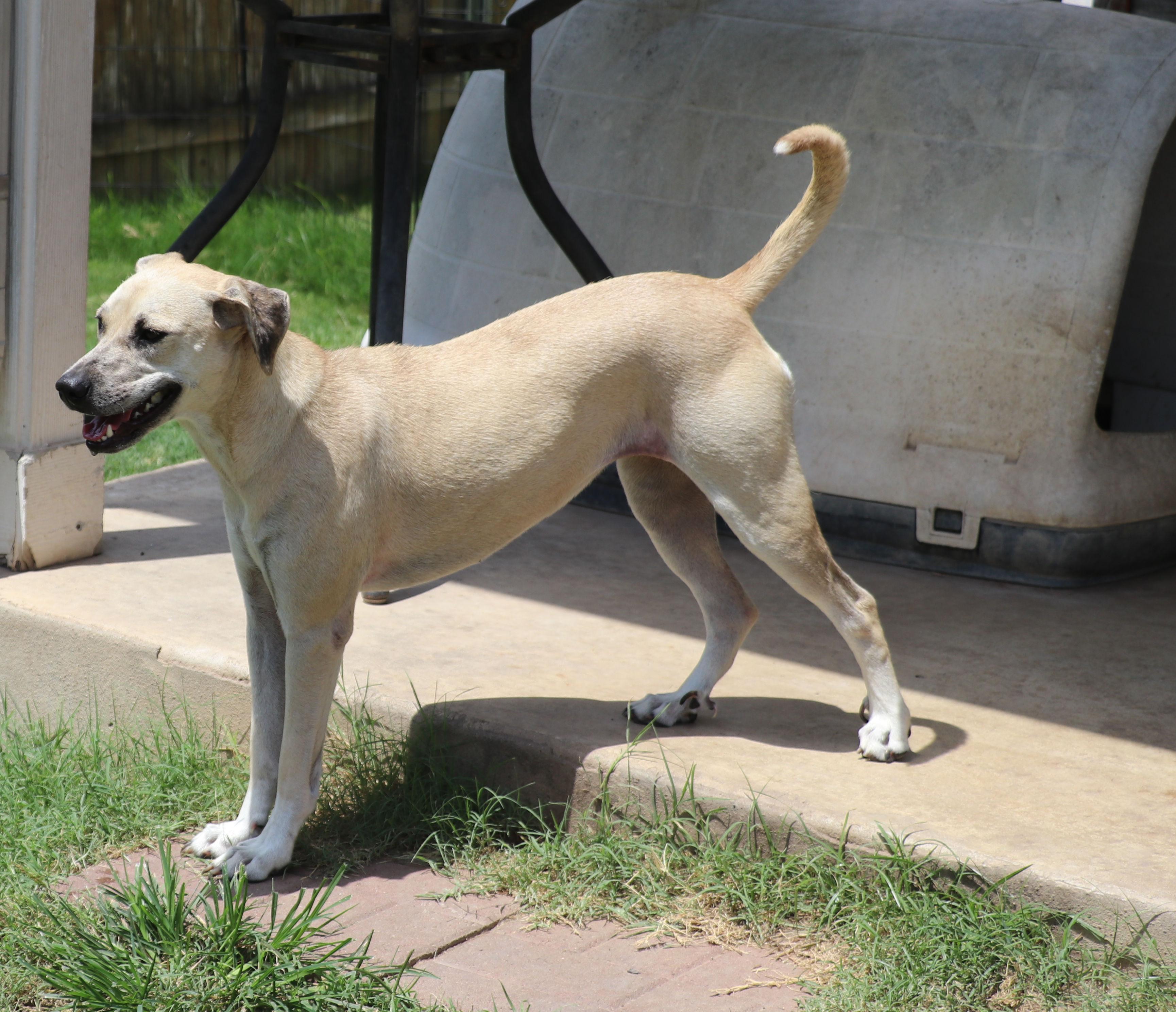 Enlarge Blondee, a Adoptable mixed breed in Pflugerville, TX image 3/6