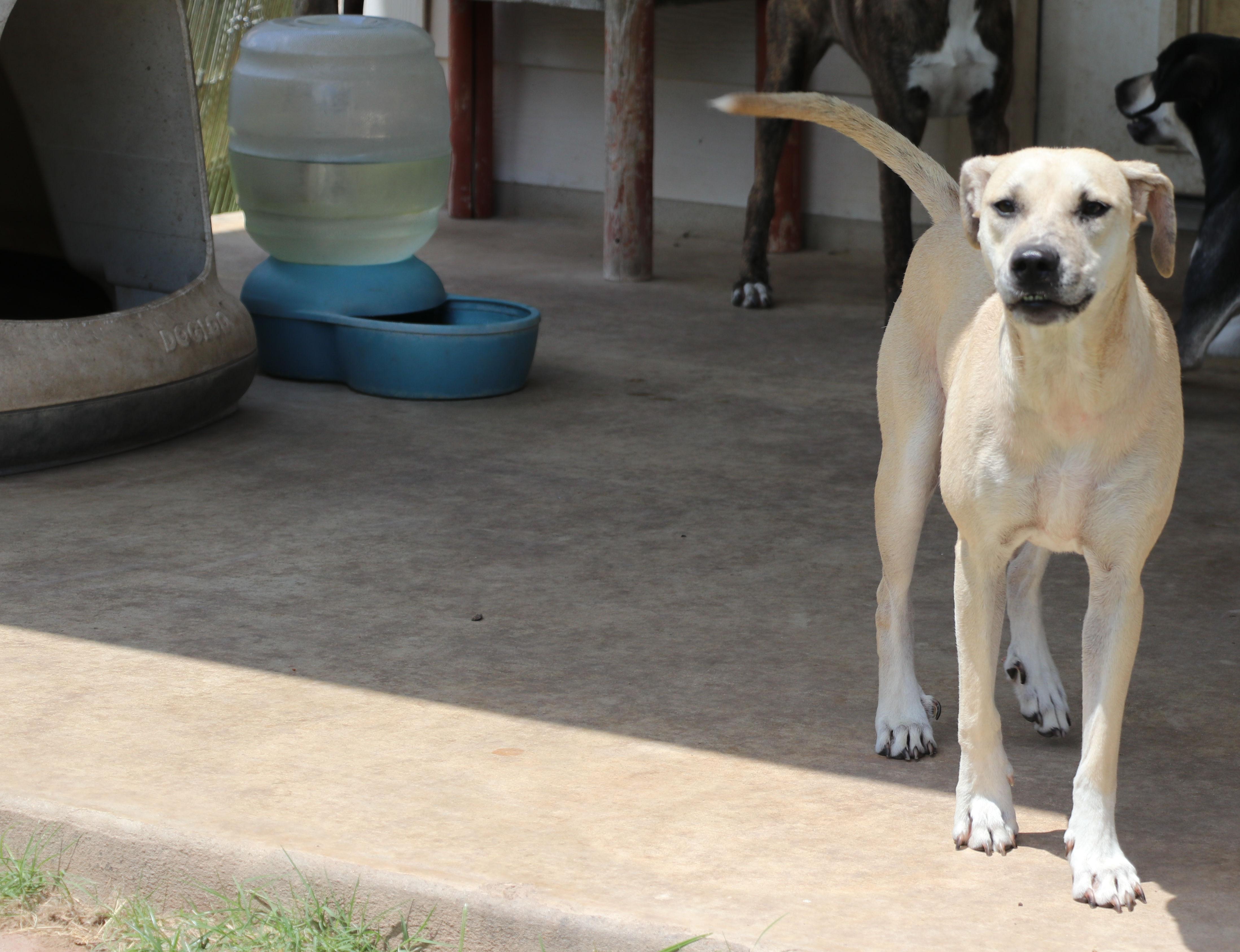 Enlarge Blondee, a Adoptable mixed breed in Pflugerville, TX image 2/6