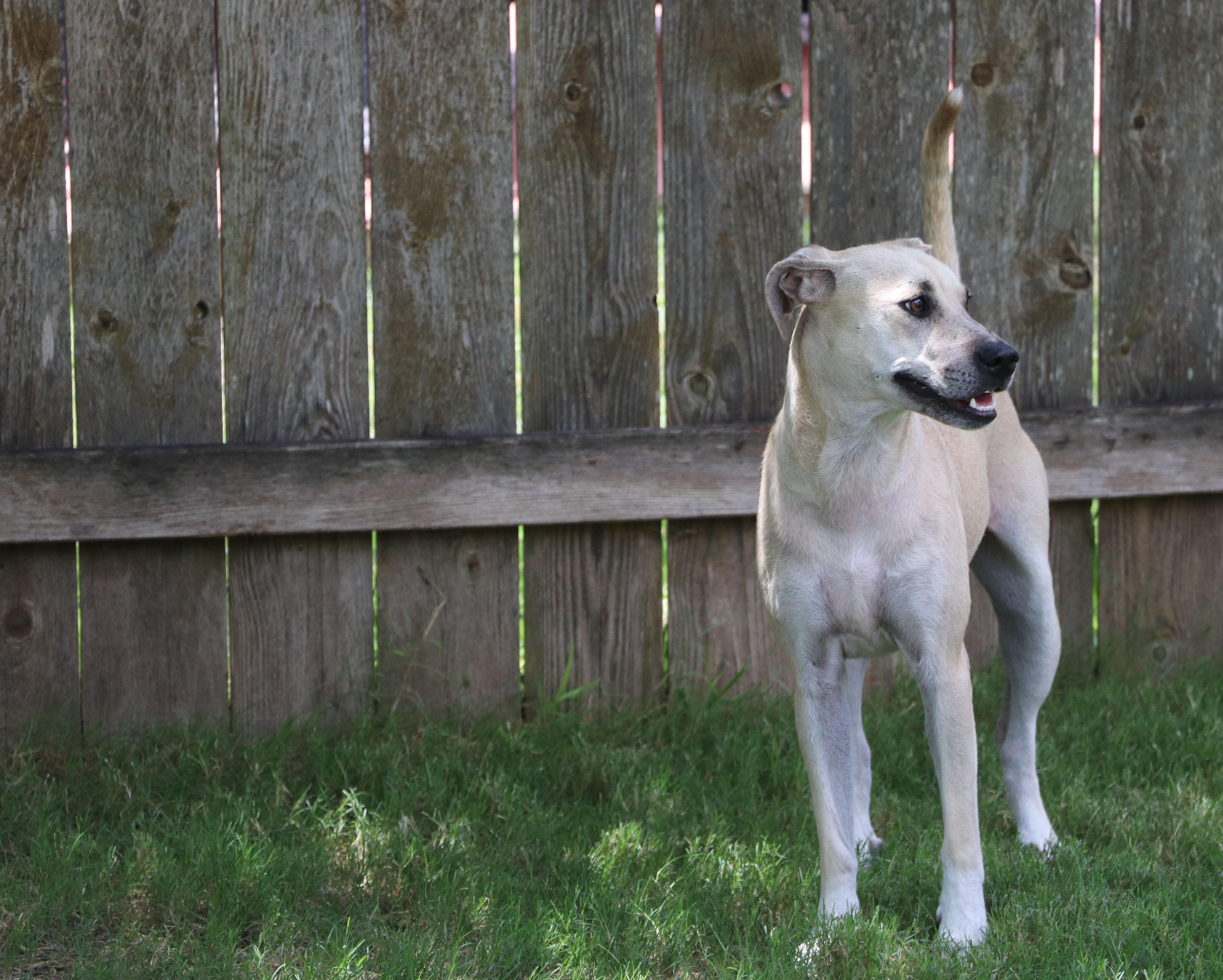 Enlarge Blondee, a Adoptable mixed breed in Pflugerville, TX image 6/6