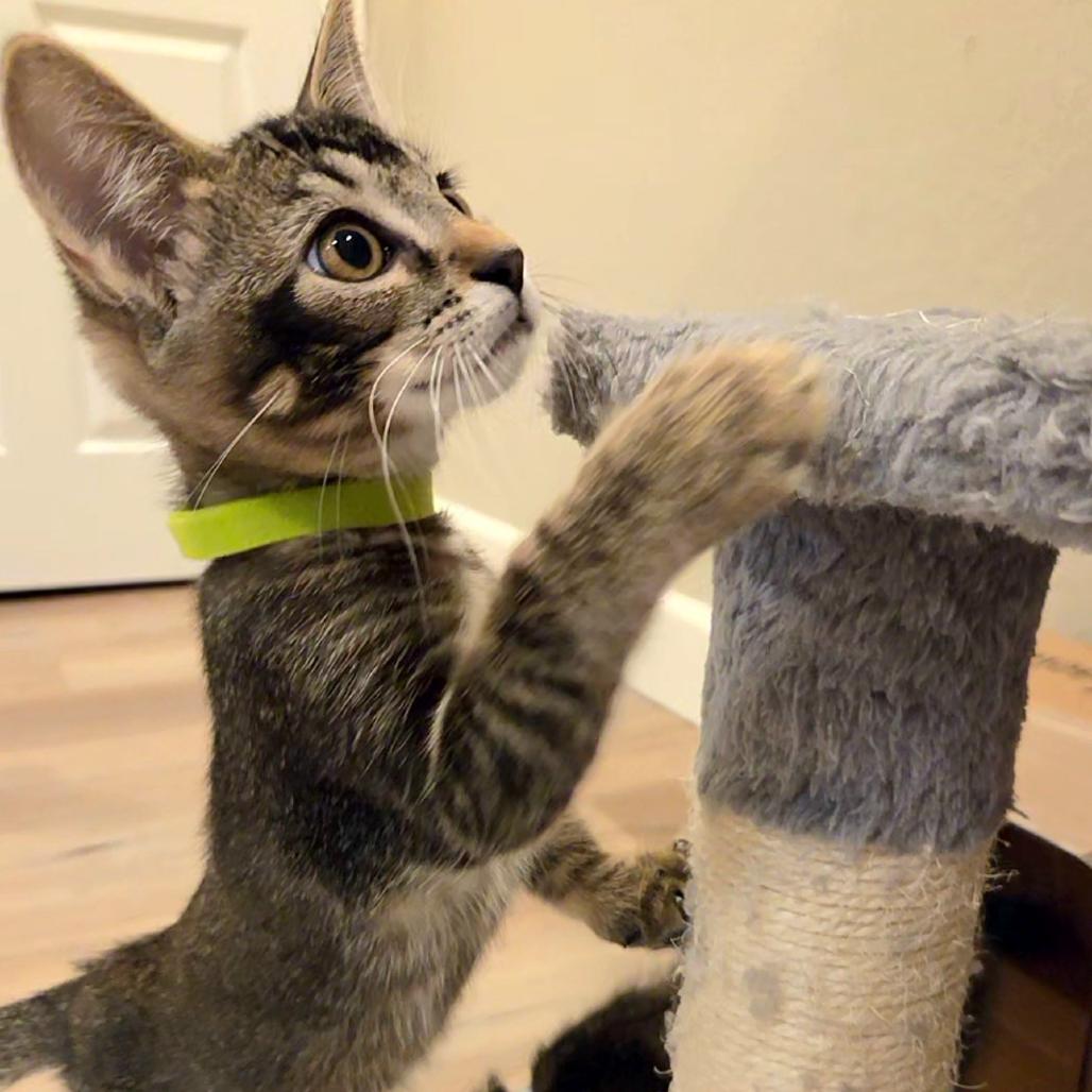 Elijah, Adoptable, Kitten Male Domestic Short Hair & Domestic Short Hair.