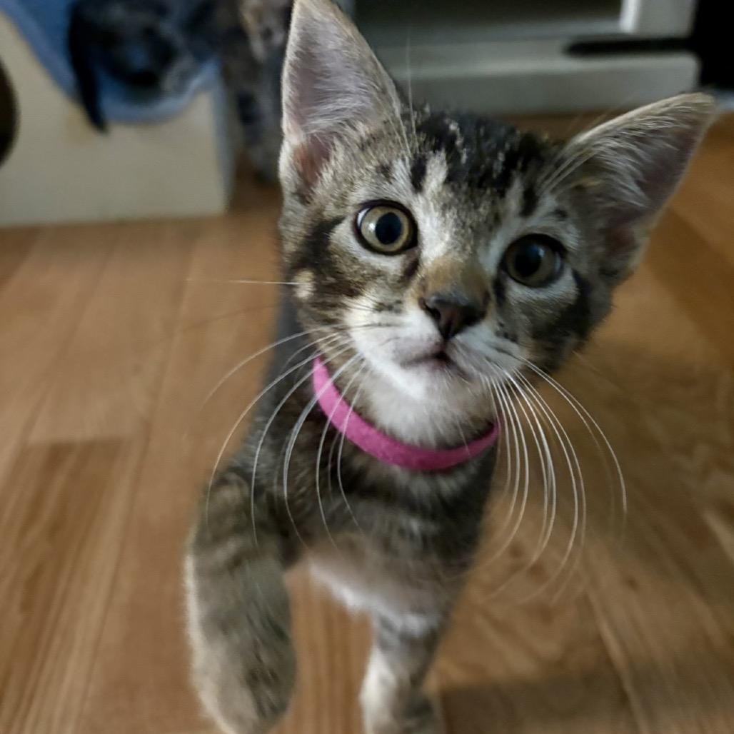 Elijah (green), Adoptable, Kitten Male Domestic Short Hair & Domestic Short Hair.