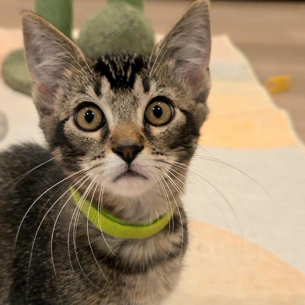 Elijah (green), a Adoptable mixed breed in Commerce City, CO image 2/6
