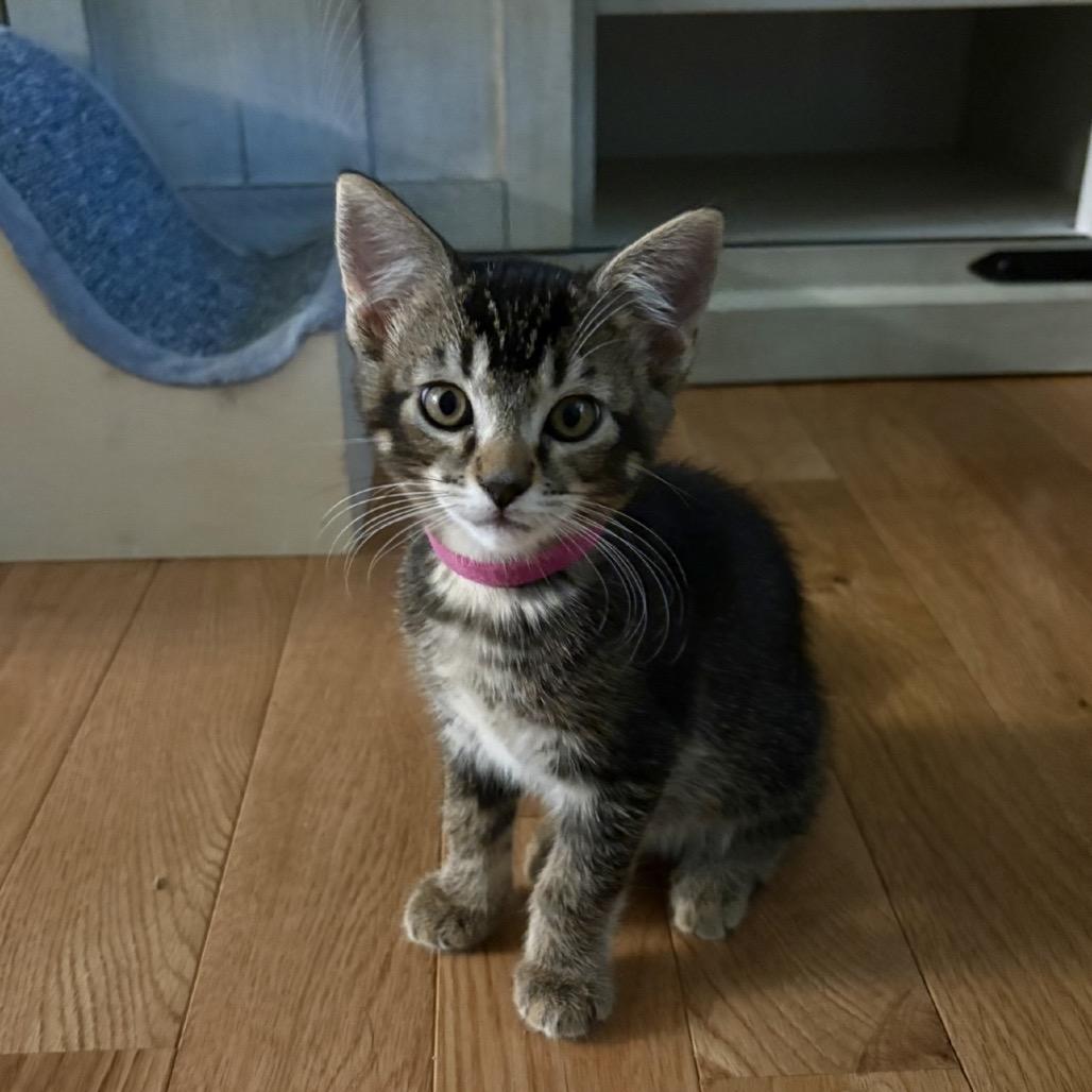 Elijah (green), a Adoptable mixed breed in Commerce City, CO image 6/6
