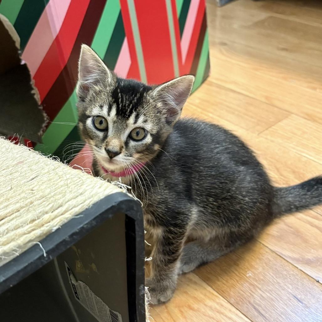 Elijah (green), a Adoptable mixed breed in Commerce City, CO image 5/6