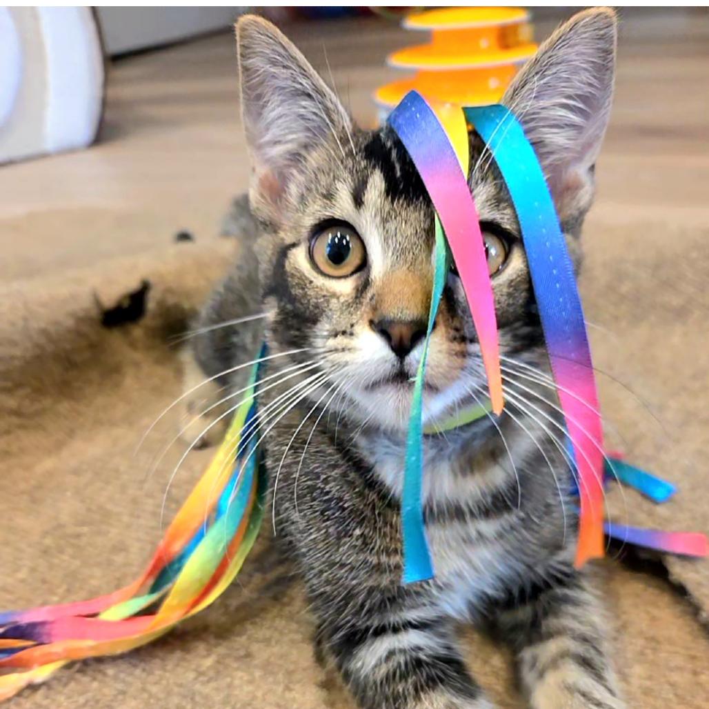 Enlarge Elijah, a Adoptable mixed breed in Commerce City, CO image 1/6