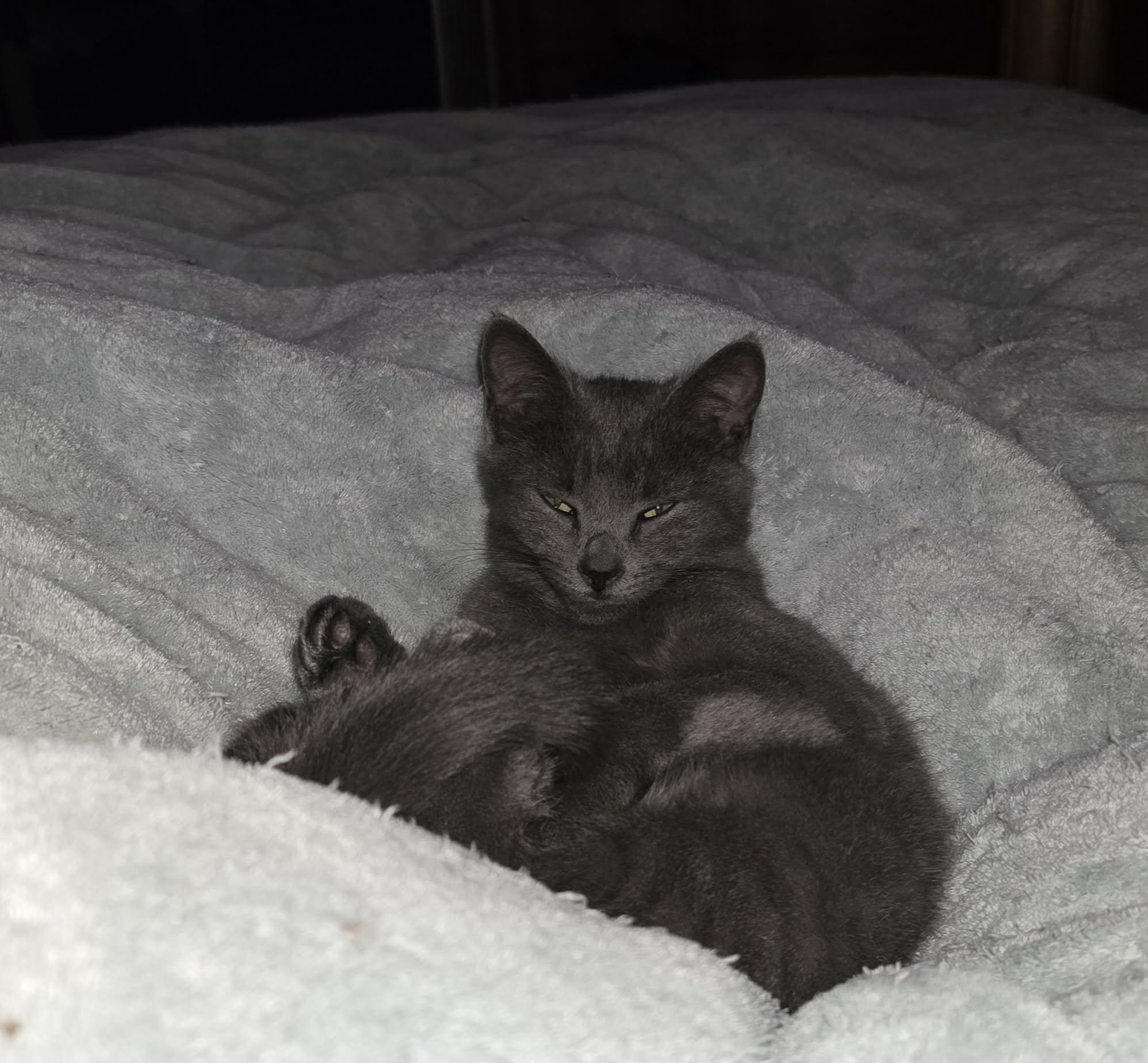 Enlarge Holly, an adopted Domestic Short Hair in Wading River, NY image 3/3