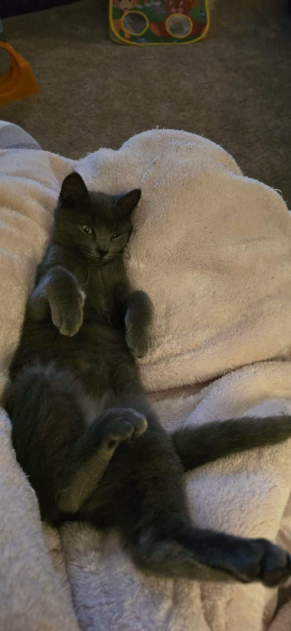 Holly, adopted, Kitten Female Domestic Short Hair.