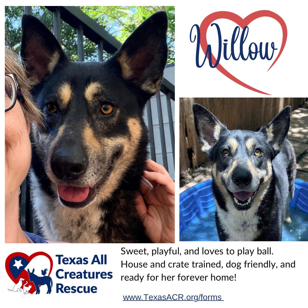 Enlarge Willow, a Adoptable Shepherd in Alvarado, TX image 1/1
