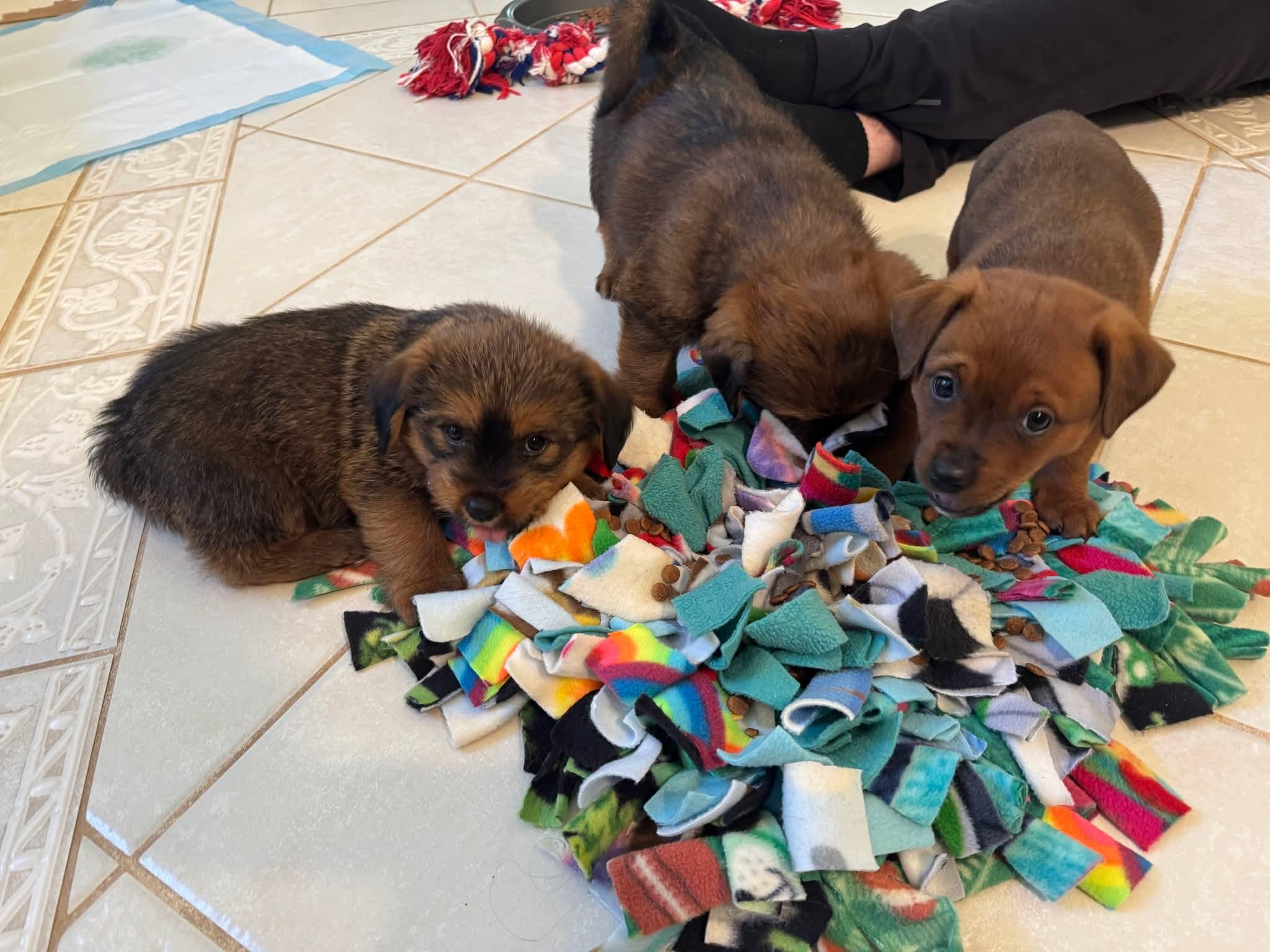 Enlarge 26Izzy, an adoptable mixed breed in Shingle Springs, CA image 2/3