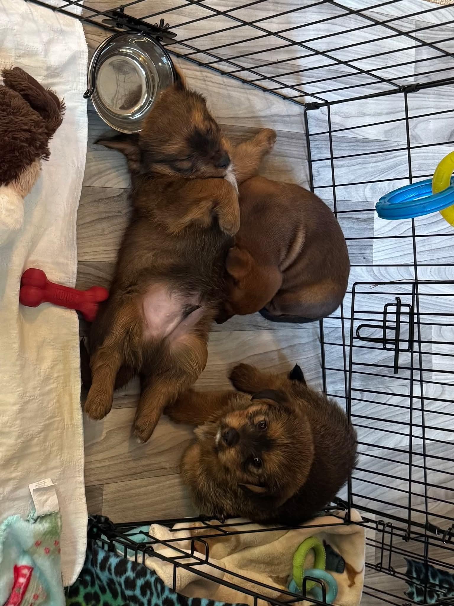 Enlarge 26Izzy, an adoptable mixed breed in Shingle Springs, CA image 3/3