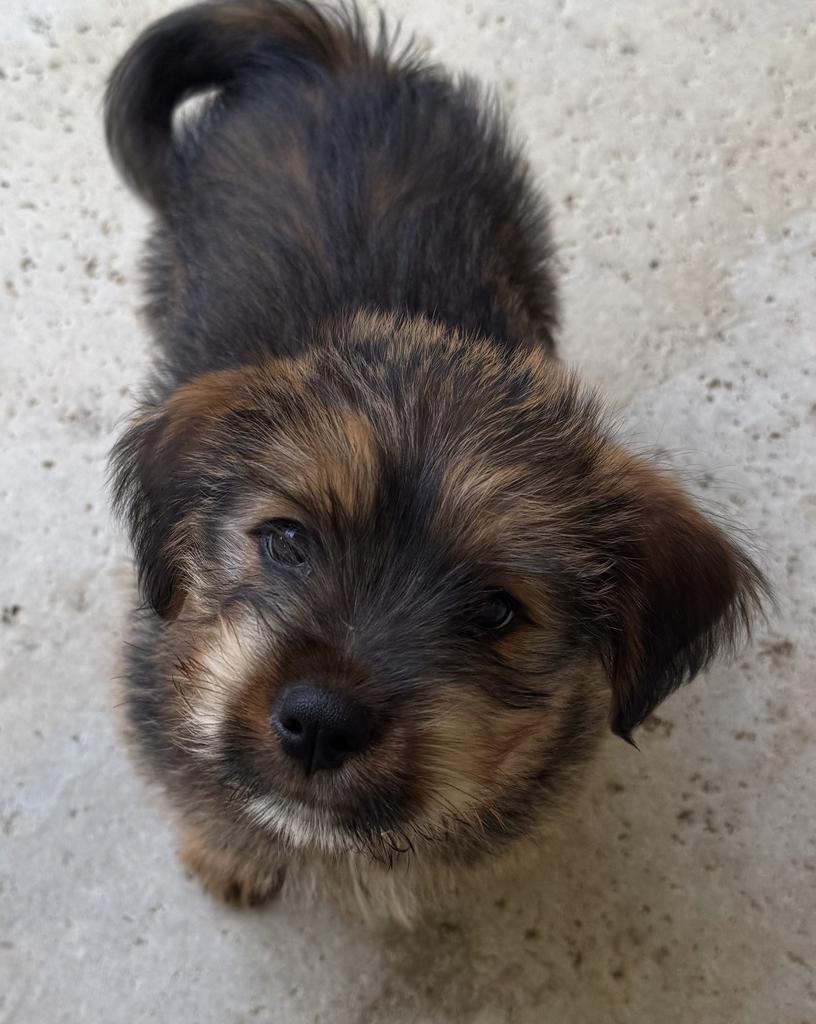 26Izzy, adoptable, Puppy Female Rottweiler.