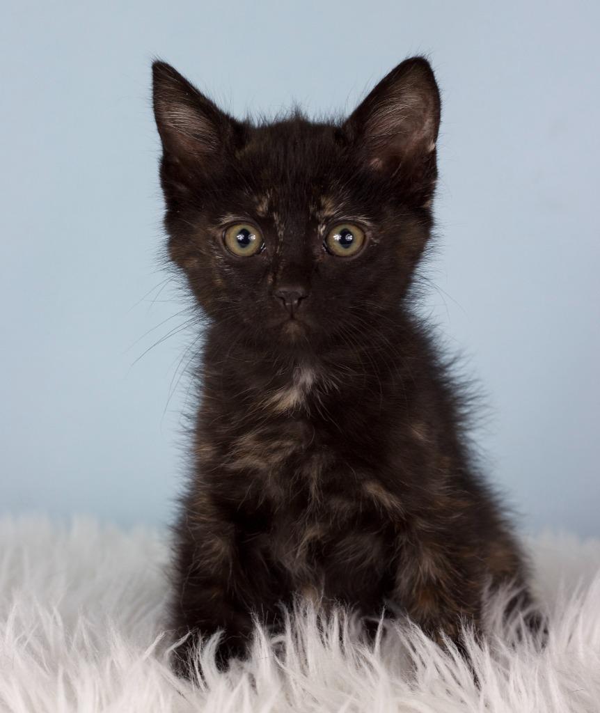 Tori, Adoptable, Kitten Female Domestic Short Hair.
