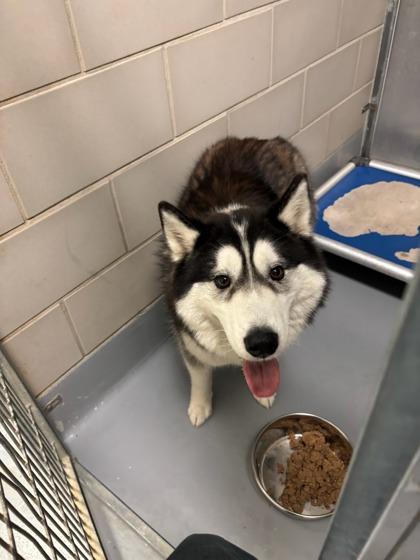 Ares, Adoptable, Adult Male Husky & Mixed Breed.