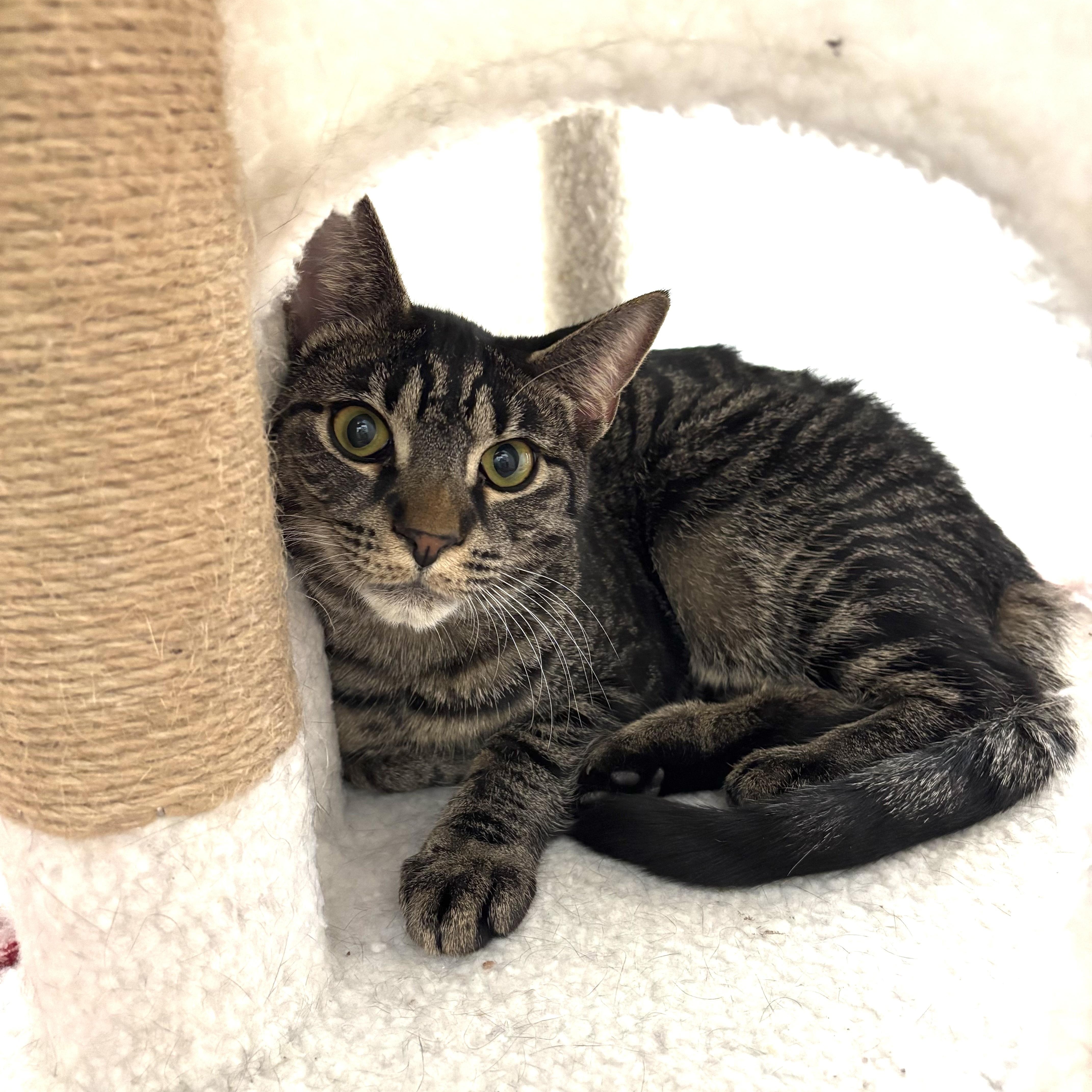 Enlarge GRACIE, a ADOPTABLE Domestic Short Hair in Schnecksville, PA image 3/4