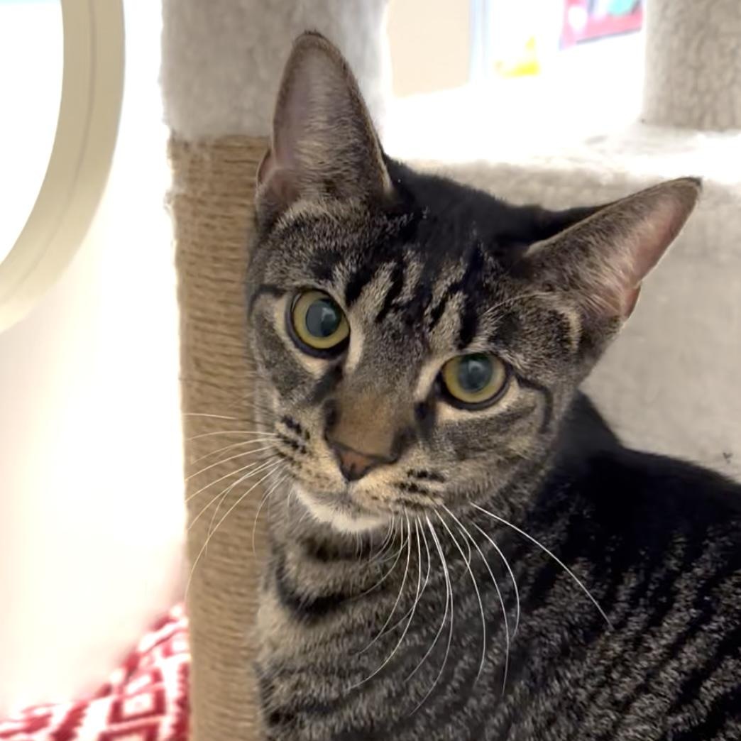 GRACIE, ADOPTABLE, Kitten Female Domestic Short Hair.