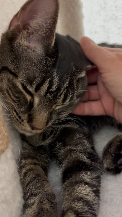 Enlarge GRACIE, a ADOPTABLE Domestic Short Hair in Schnecksville, PA video 1/4