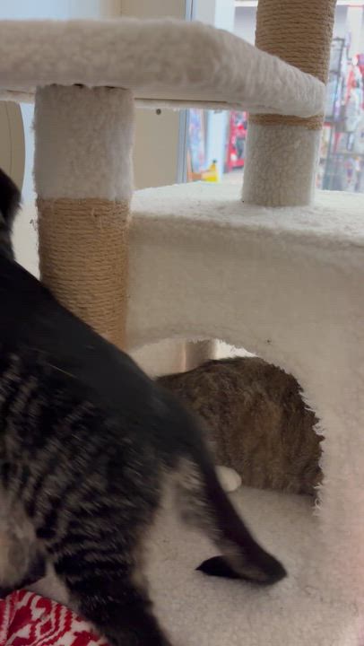 Enlarge GRACIE, a ADOPTABLE Domestic Short Hair in Schnecksville, PA video 4/4