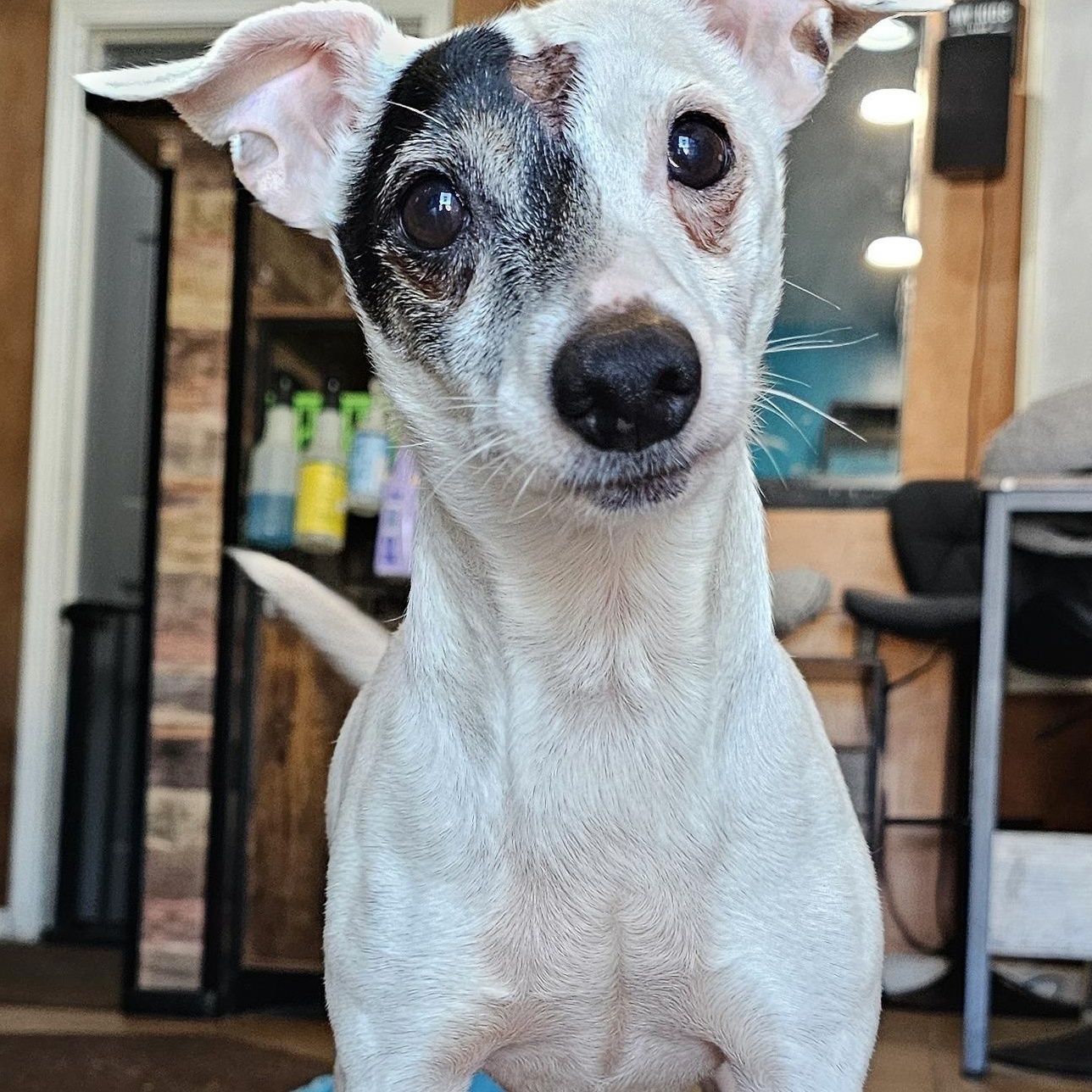 Ricky Ricardo, adopted, Senior Male Chihuahua & Rat Terrier.