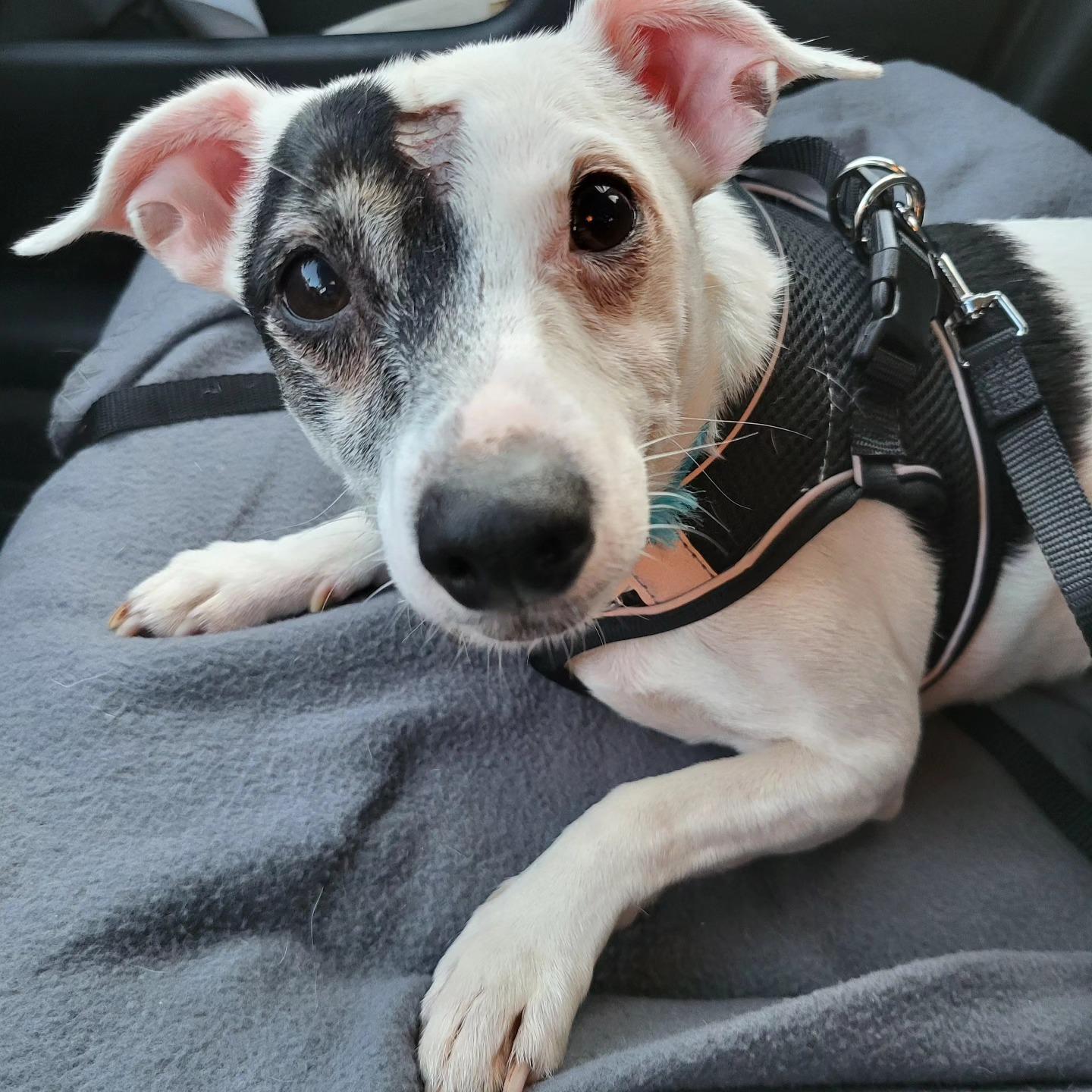 Enlarge Ricky Ricardo, an adopted mixed breed in Chicago, IL image 2/5