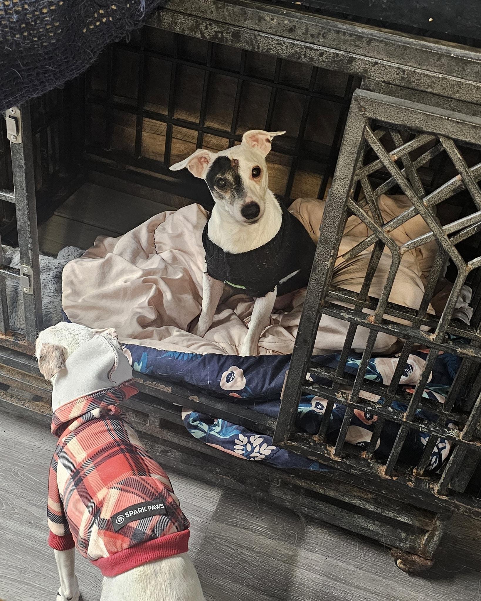 Enlarge Ricky Ricardo, an adopted mixed breed in Chicago, IL image 4/5