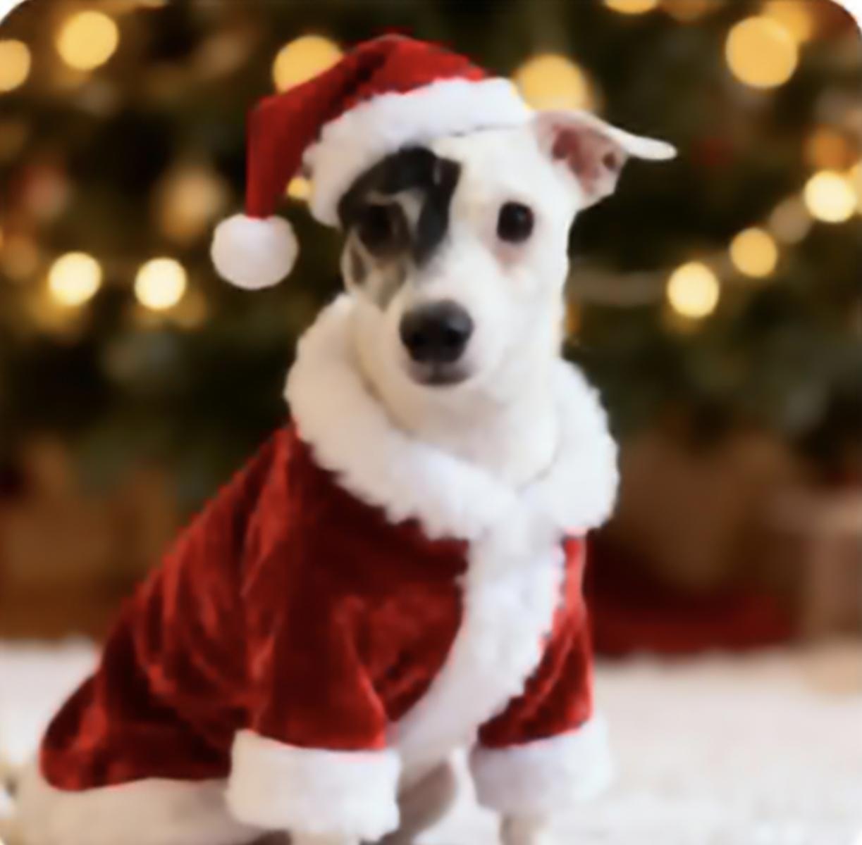 Enlarge Ricky Ricardo, an adopted mixed breed in Chicago, IL image 5/5