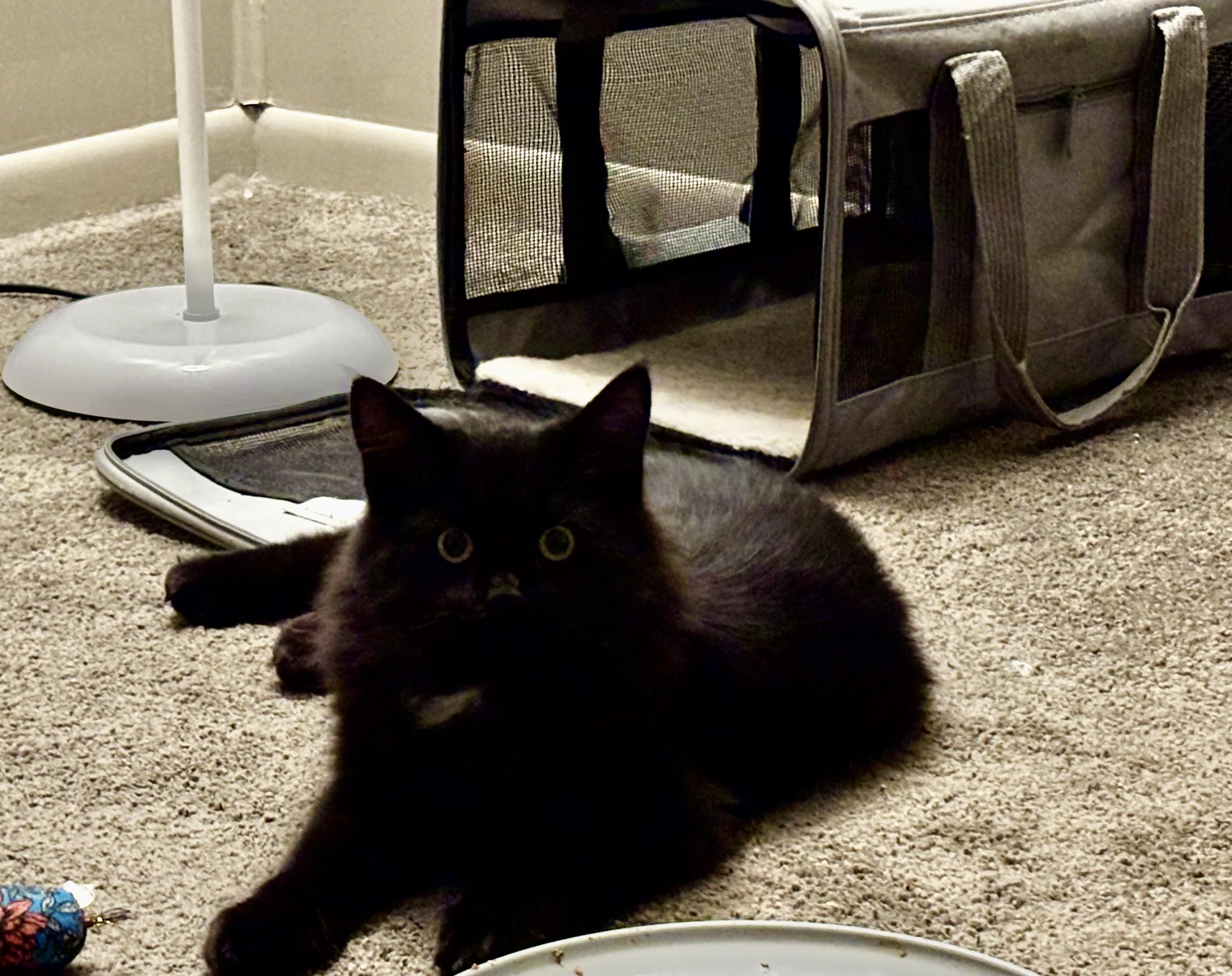 Luciano, adopted, Kitten Male Domestic Medium Hair.