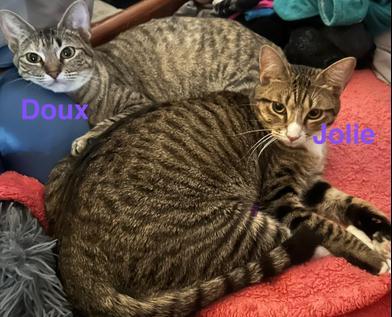 Doux & Jolie, Young Female Domestic Short Hair
