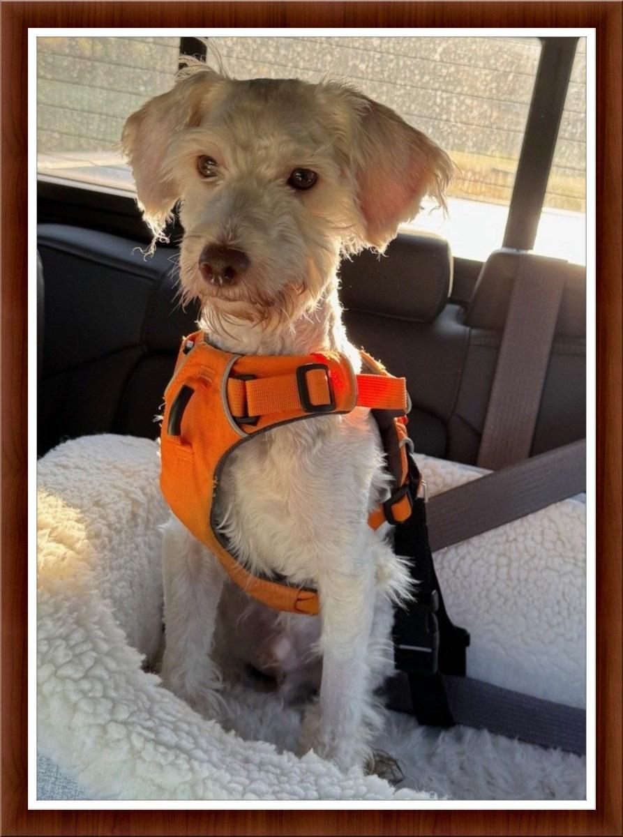 Pending!! Beau - N.TX, Adoptable, Young Male Bichon Frise.
